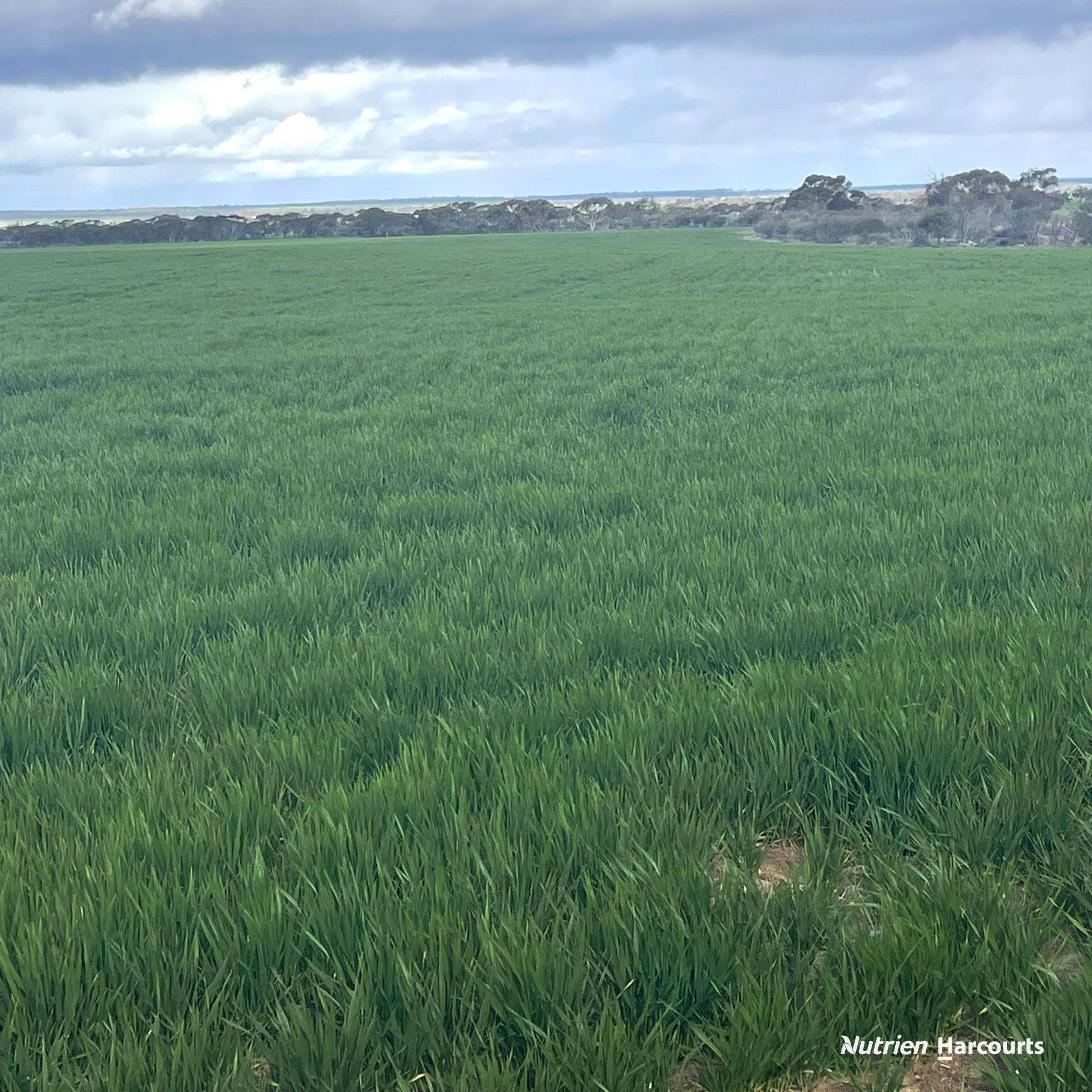 "Fox's" Koorda-Bullfinch Road, Warralakin Sold by Farmbuy.com - image 10