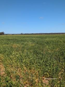 "Fox's" Koorda-Bullfinch Road, Warralakin Sold by Farmbuy.com - image 2