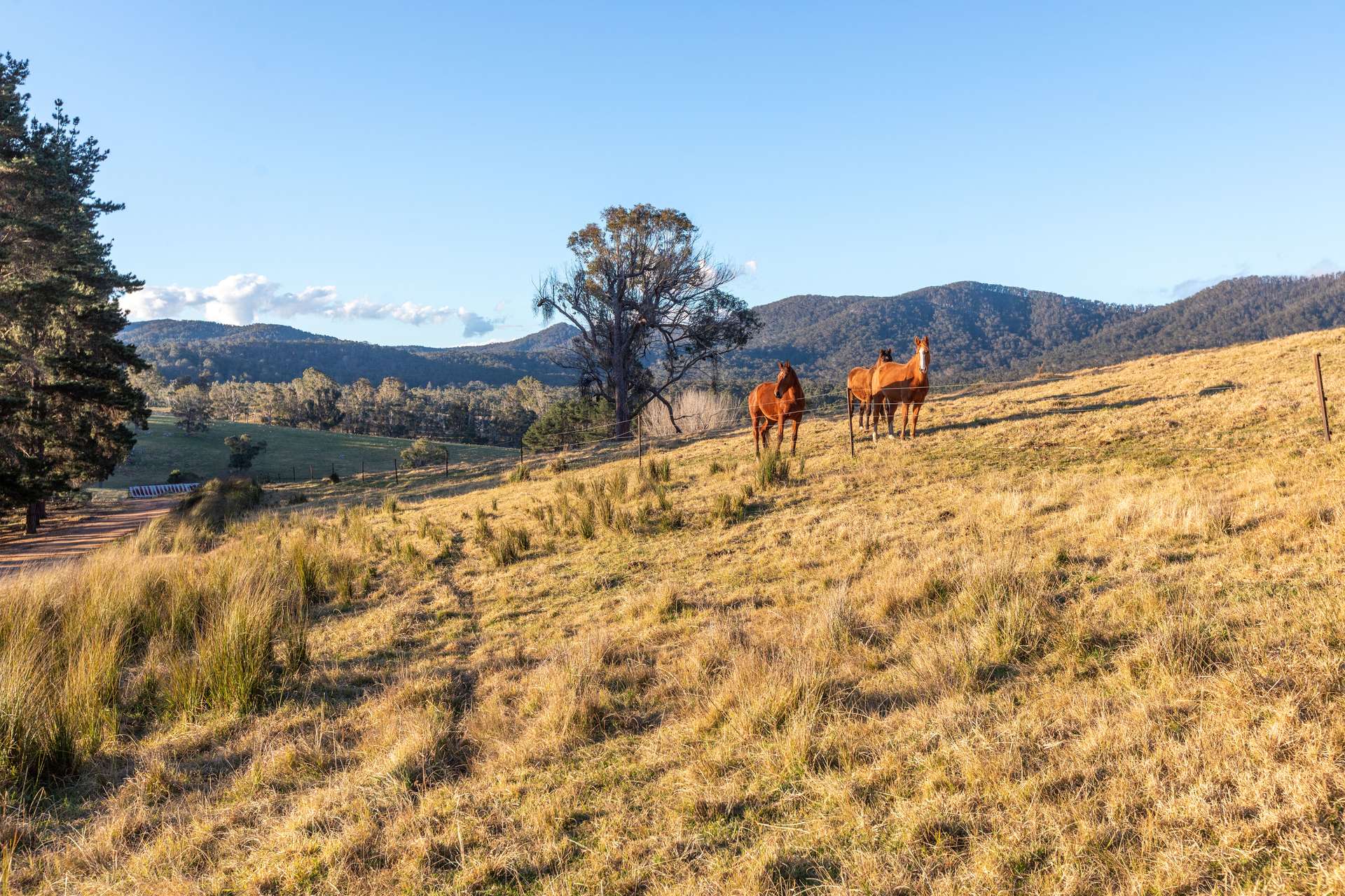 166 Green Hill Lane, Wyndham For Sale by Farmbuy.com - image 17