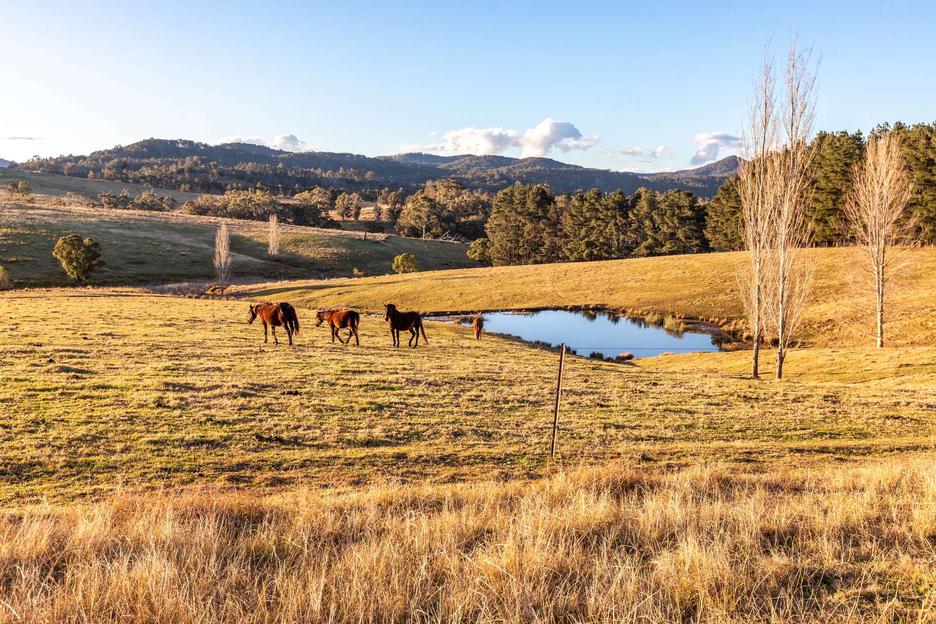 166 Green Hill Lane, Wyndham For Sale by Farmbuy.com - image 16