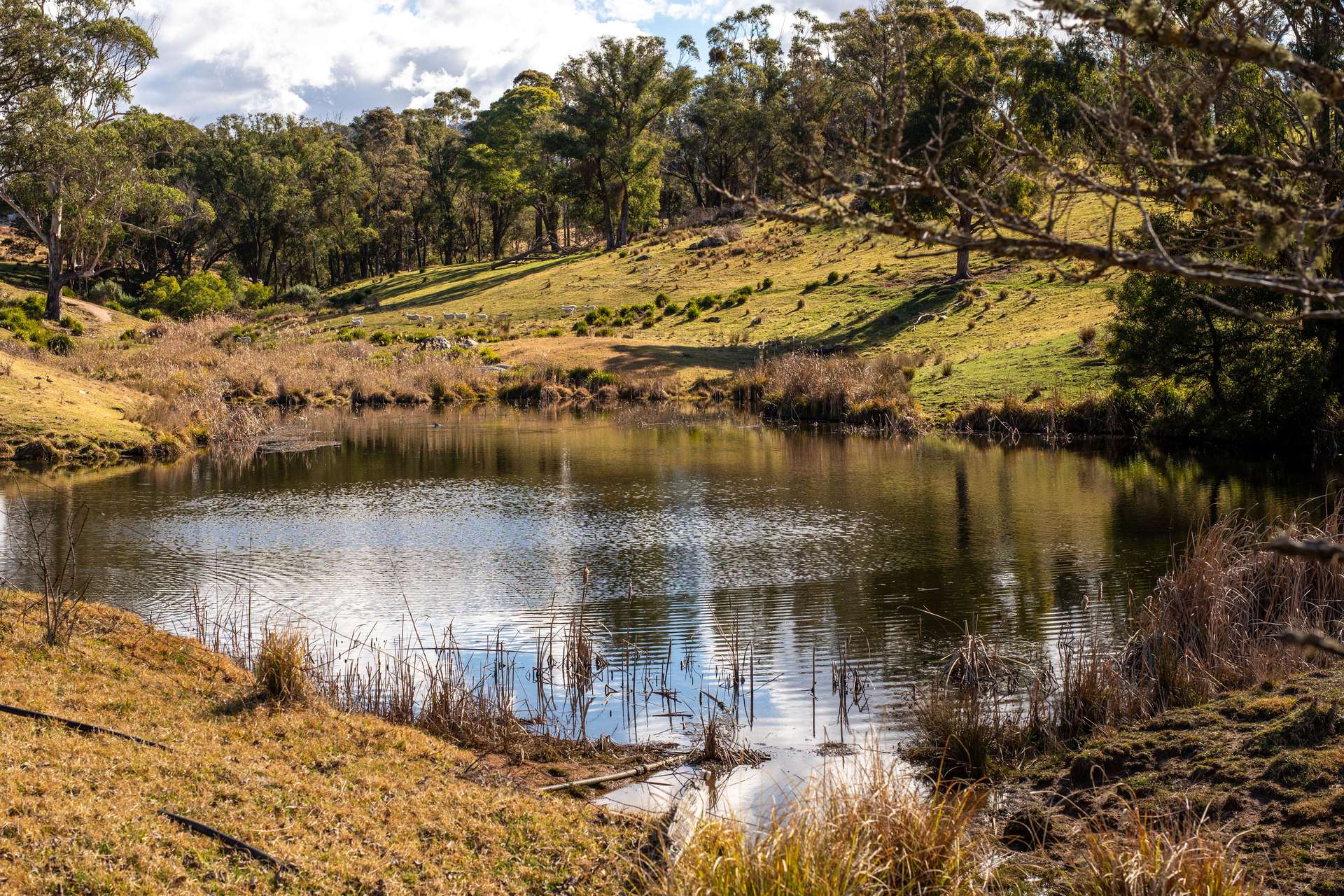166 Green Hill Lane, Wyndham For Sale by Farmbuy.com - image 18