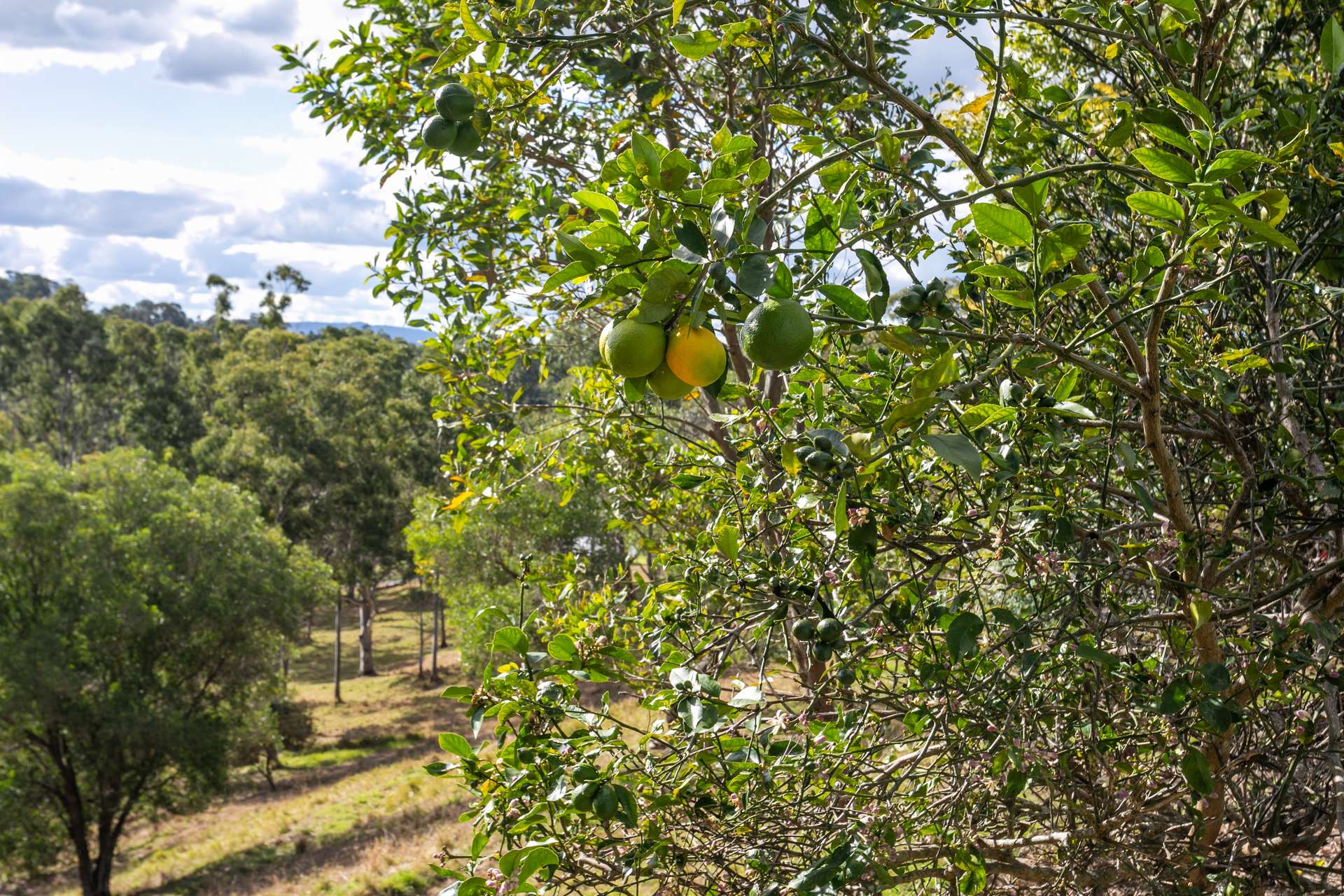 37 Arnlyn Court, Cooroy Sold by Farmbuy.com - image 30