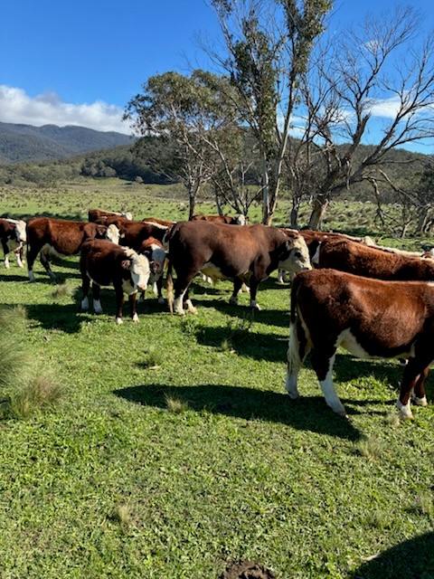 102 Kain Cross Road, Braidwood For Sale by Farmbuy.com - image 2