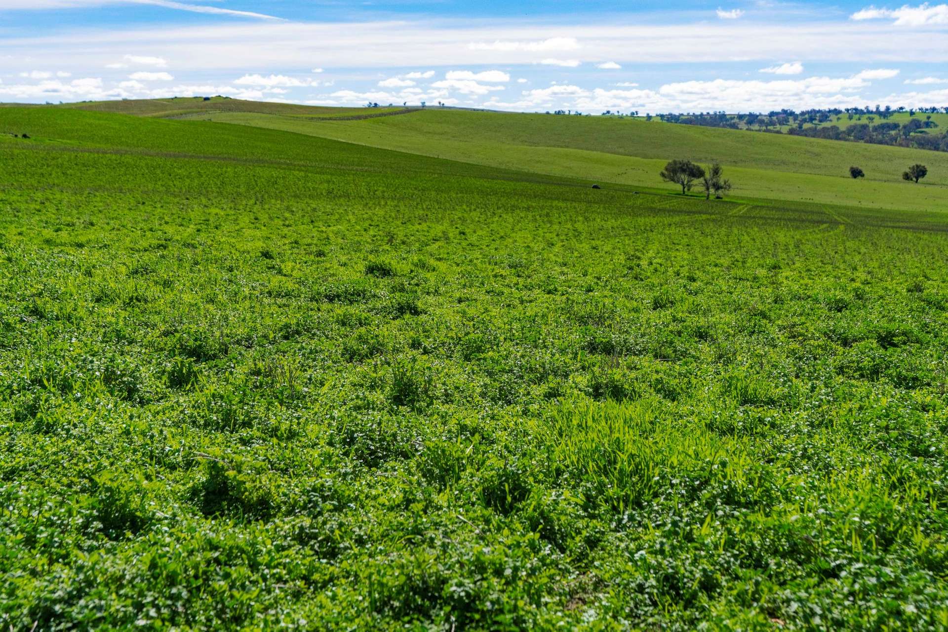 670 Leahy Road, Wagga Wagga For Sale by Farmbuy.com - image 11