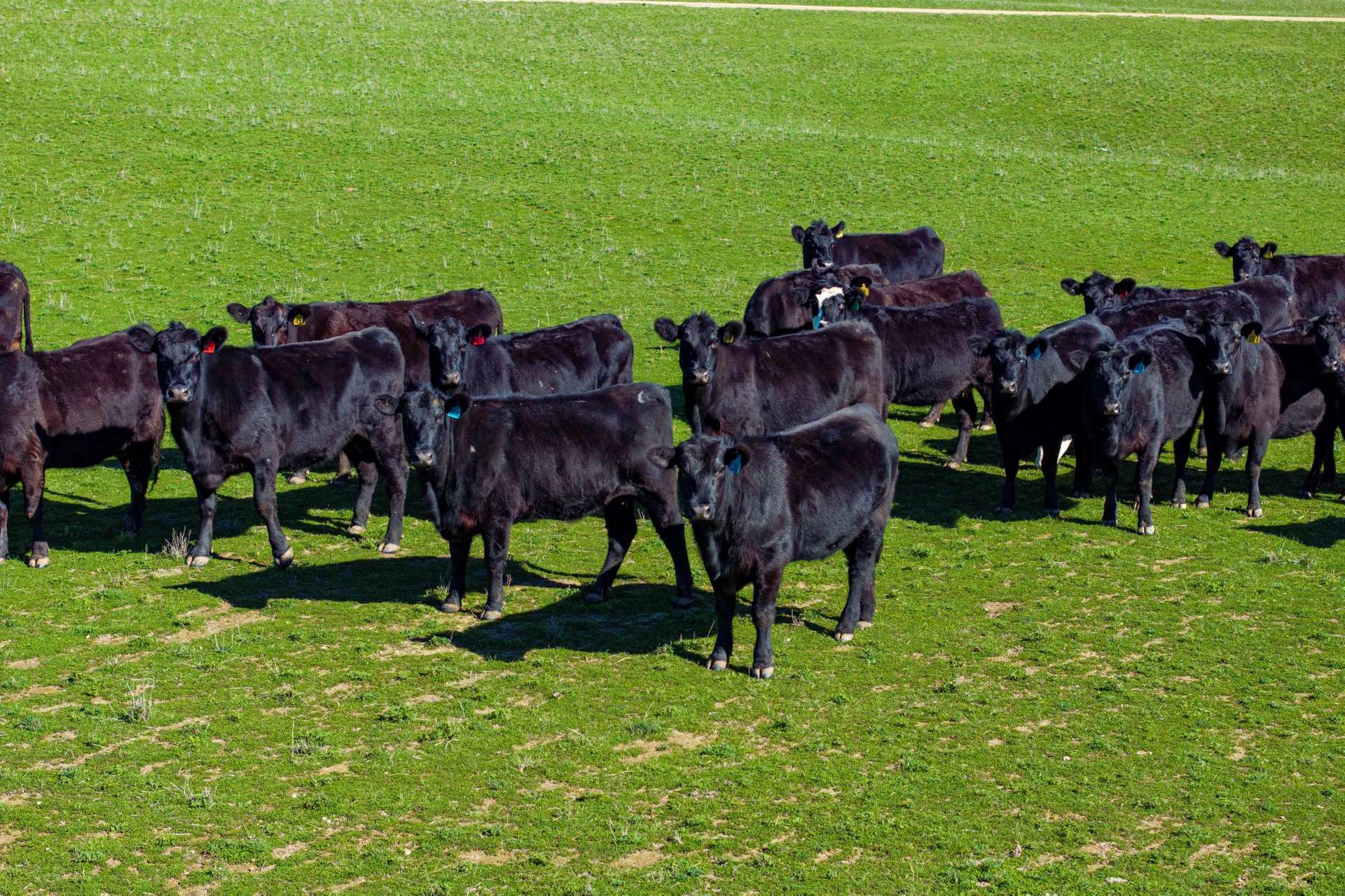 670 Leahy Road, Wagga Wagga For Sale by Farmbuy.com - image 19