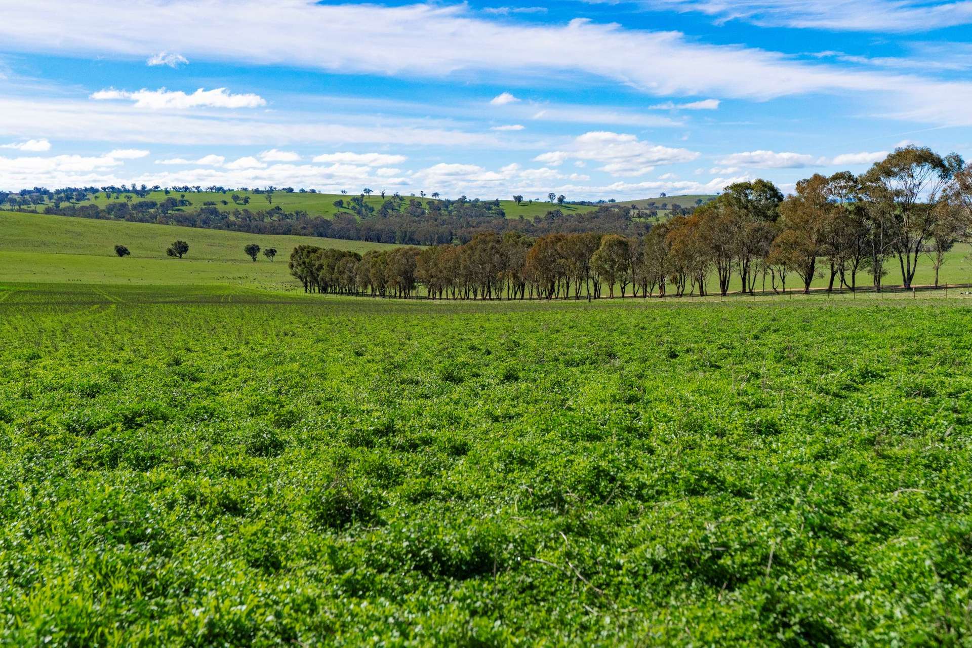 670 Leahy Road, Wagga Wagga For Sale by Farmbuy.com - image 5