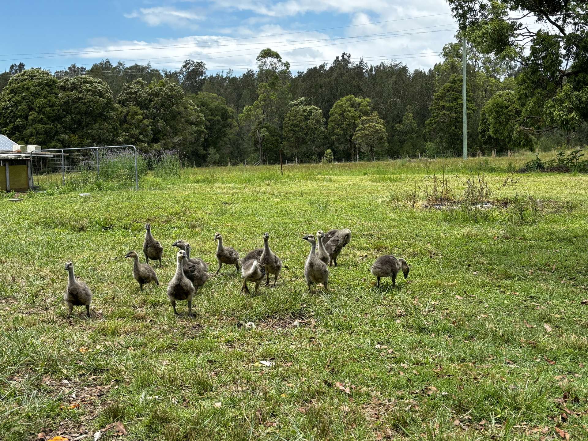 Lot 262 DP45883 Brimbin Road, Cundletown For Sale by Farmbuy.com - image 6