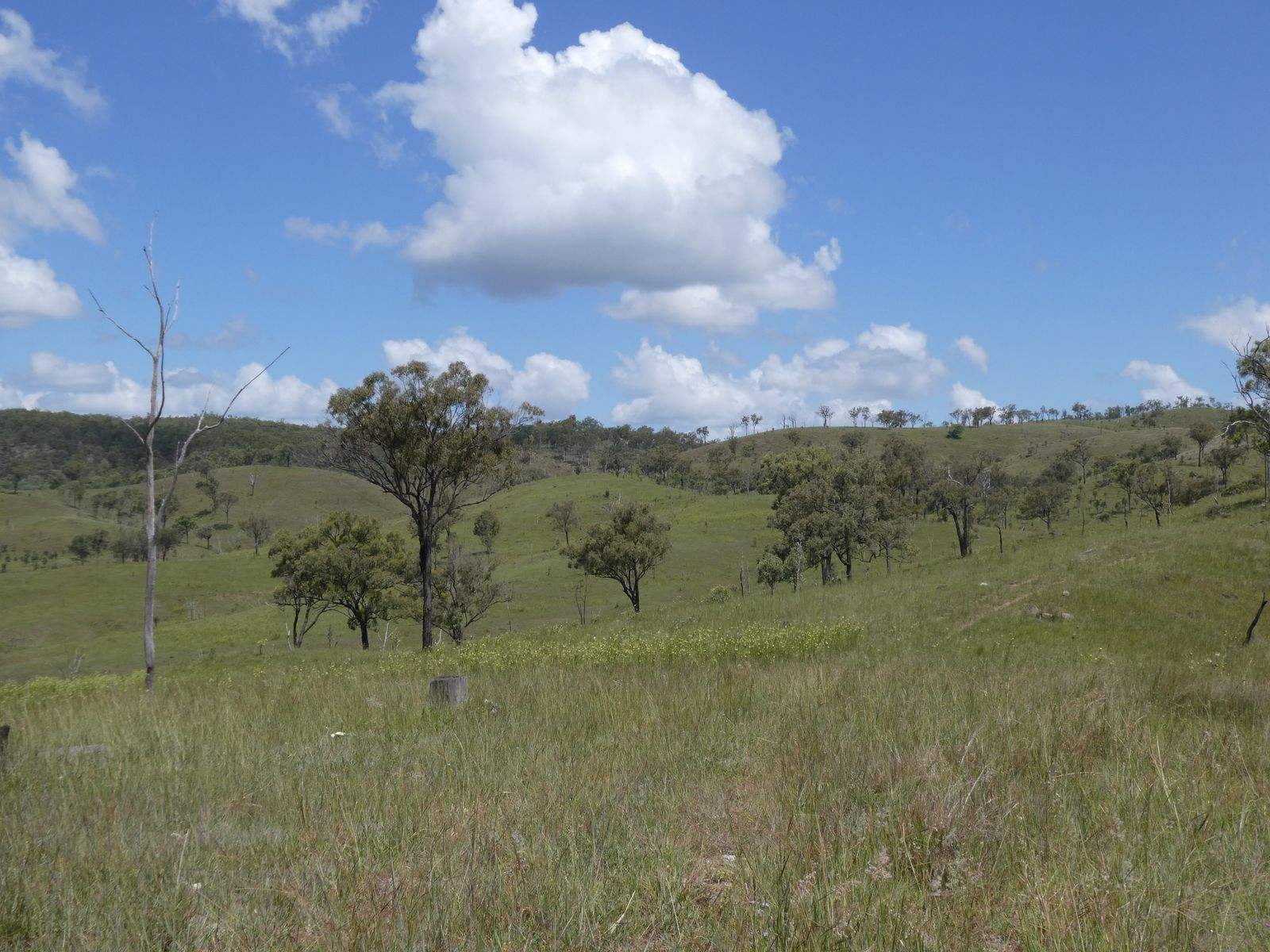 4 Lots Monto Mount Perry Road, Mungy For Sale by Farmbuy.com - image 11