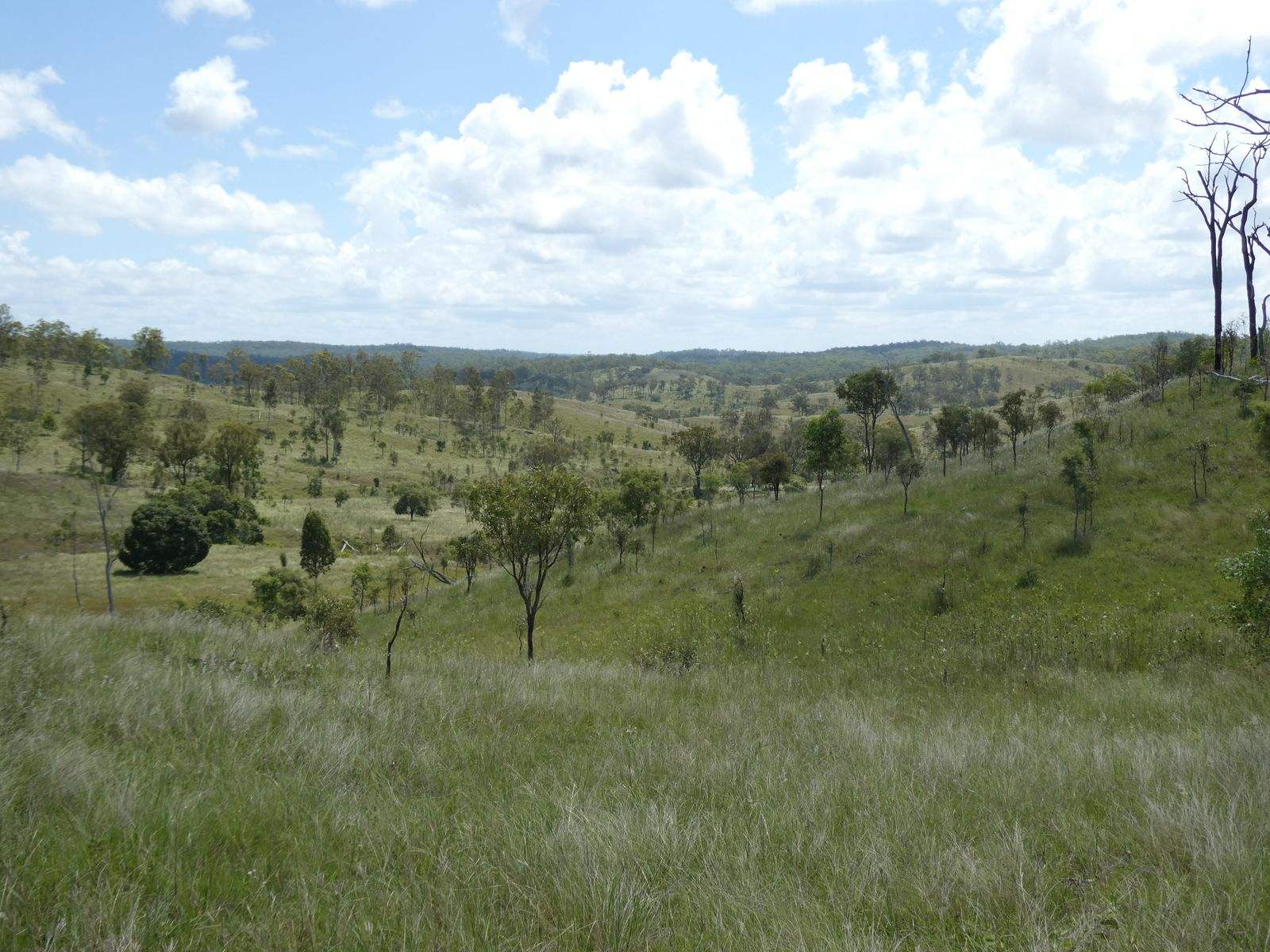 4 Lots Monto Mount Perry Road, Mungy For Sale by Farmbuy.com - image 8