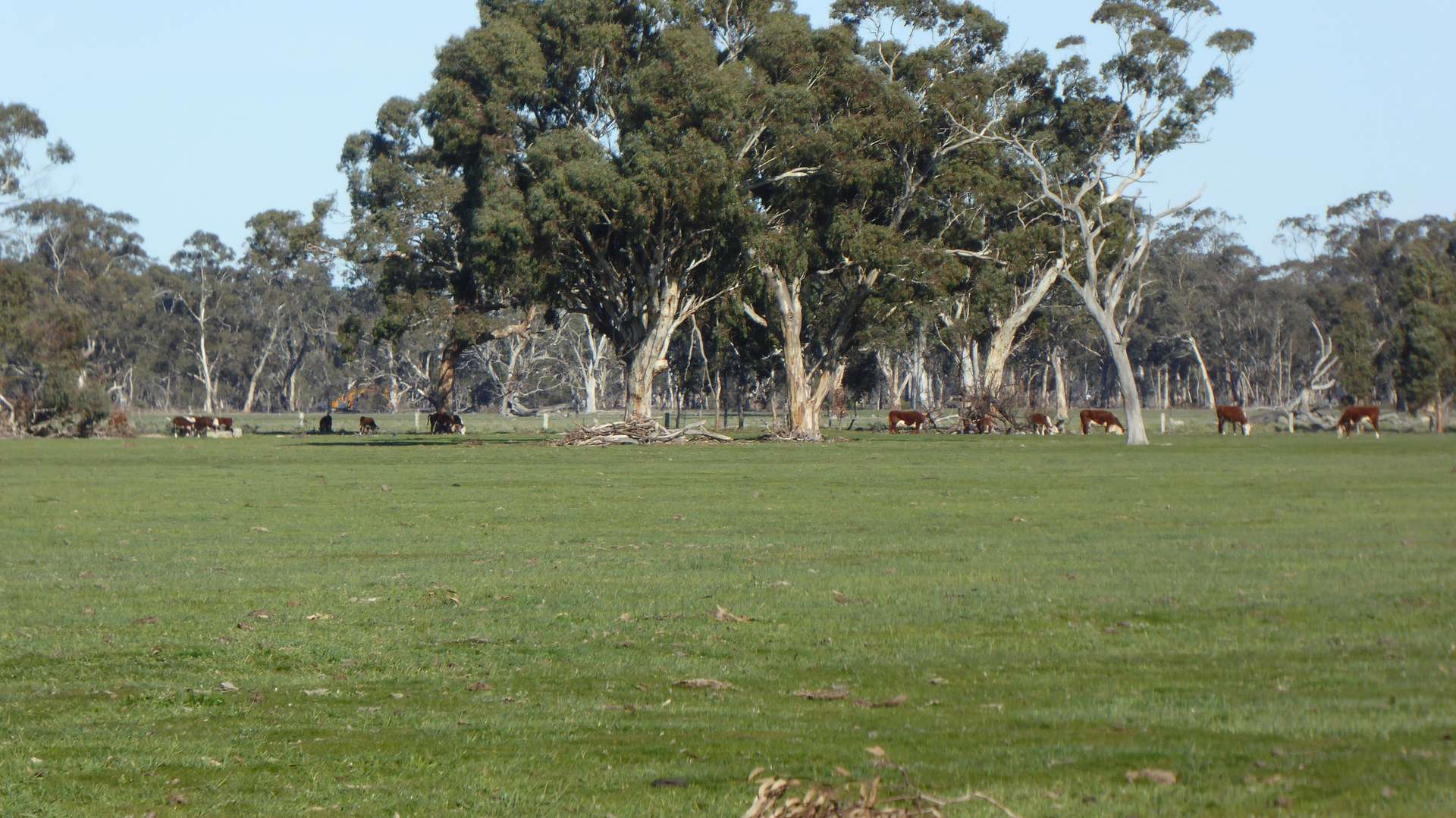 2147 Bangham Road, Frances For Sale by Farmbuy.com - image 20