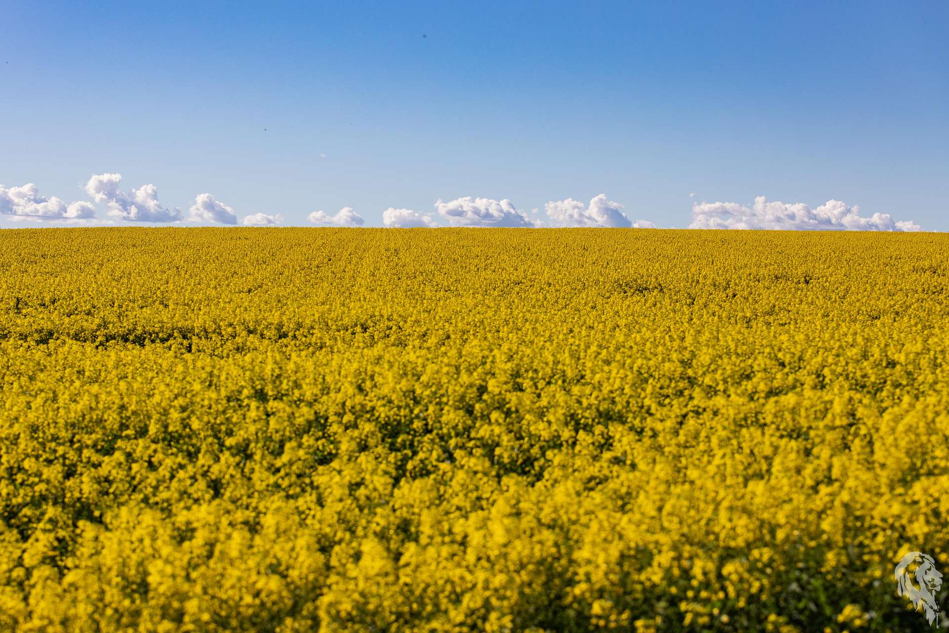 13012 Newell Highway, Narrabri For Sale by Farmbuy.com - image 8