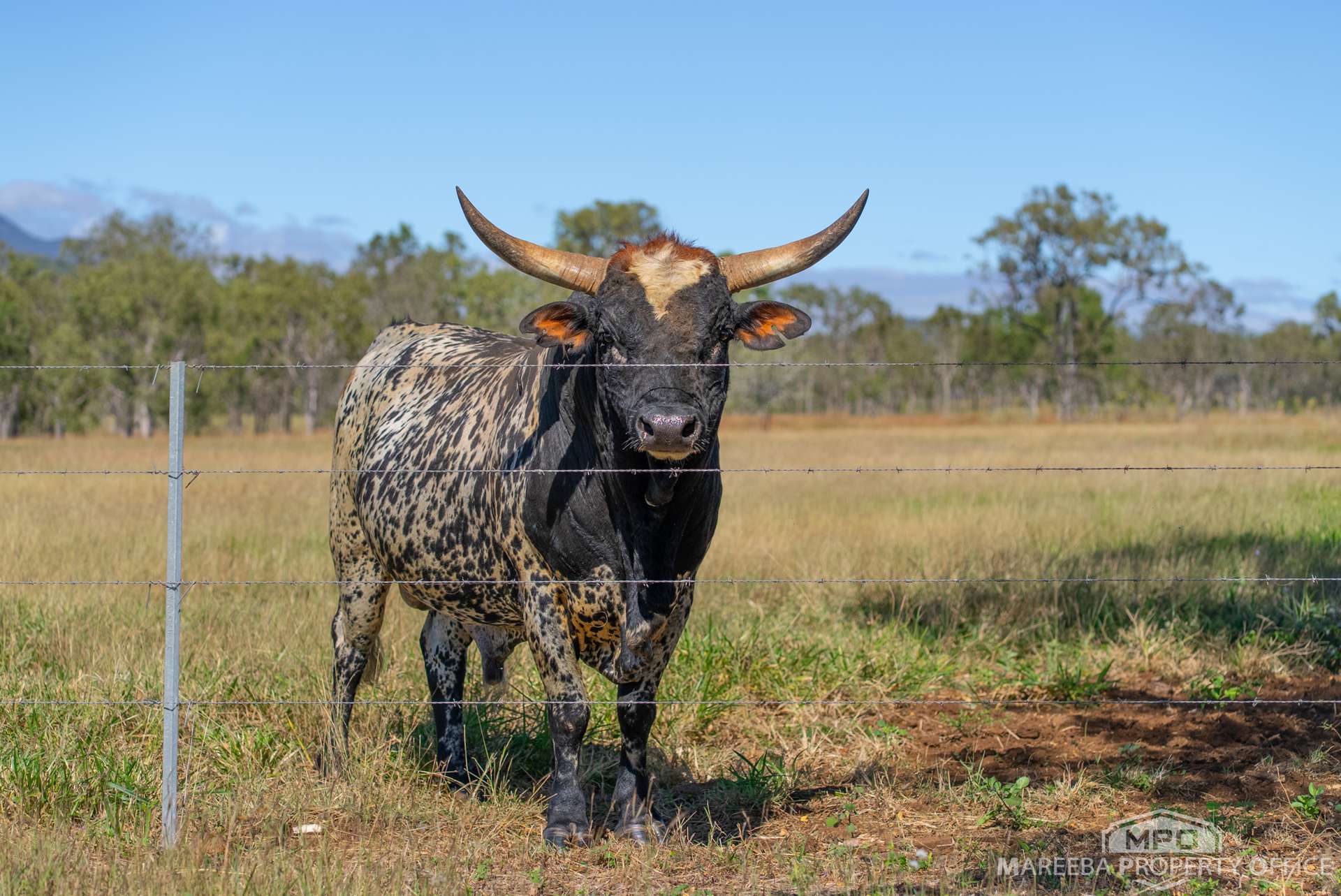 76 Davies Creek Road, Mareeba For Sale by Farmbuy.com - image 35