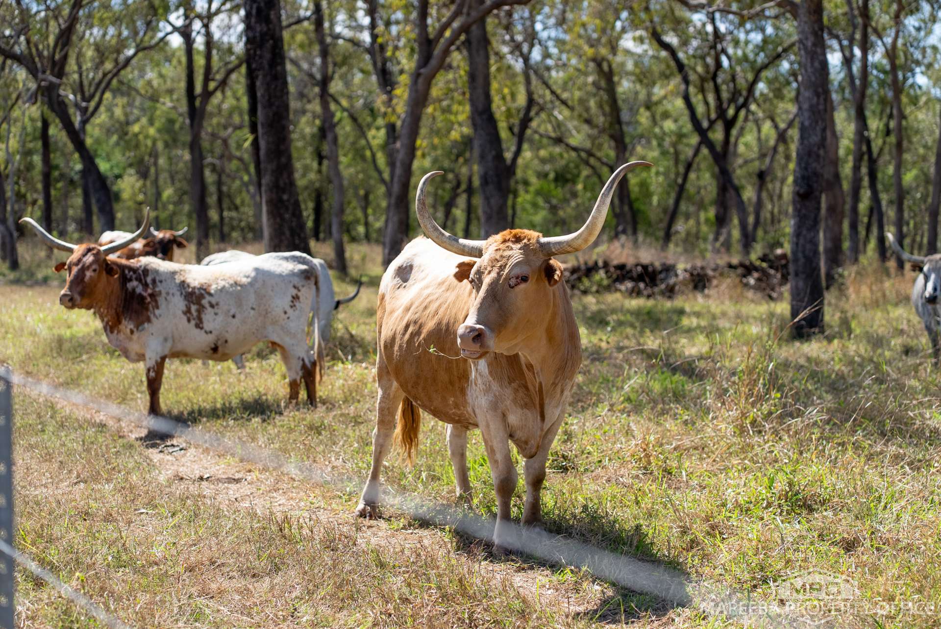 76 Davies Creek Road, Mareeba For Sale by Farmbuy.com - image 33