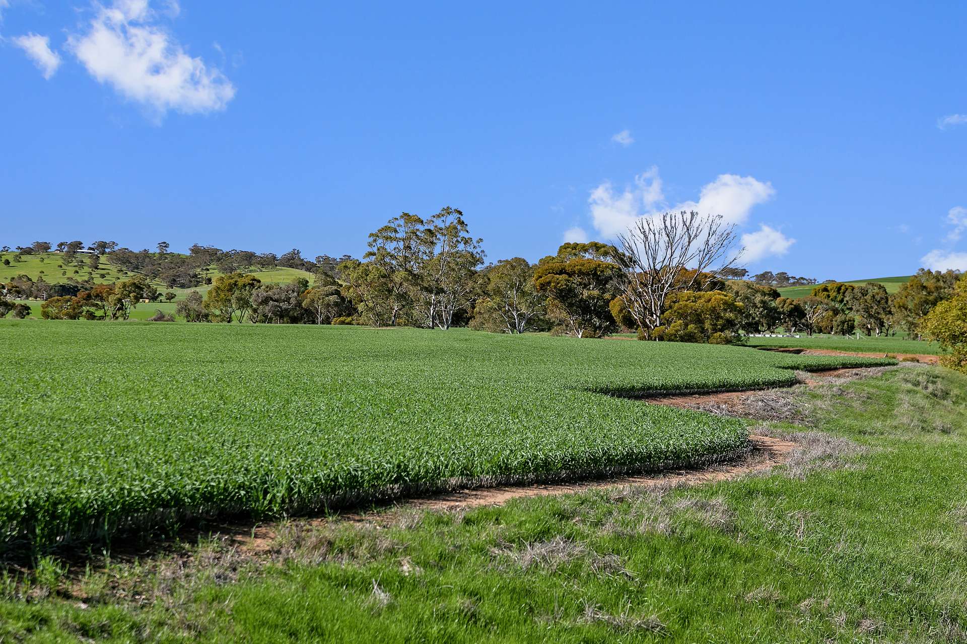 'Argyle Farm' Freebairn Road, Alma Sold by Farmbuy.com - image 10