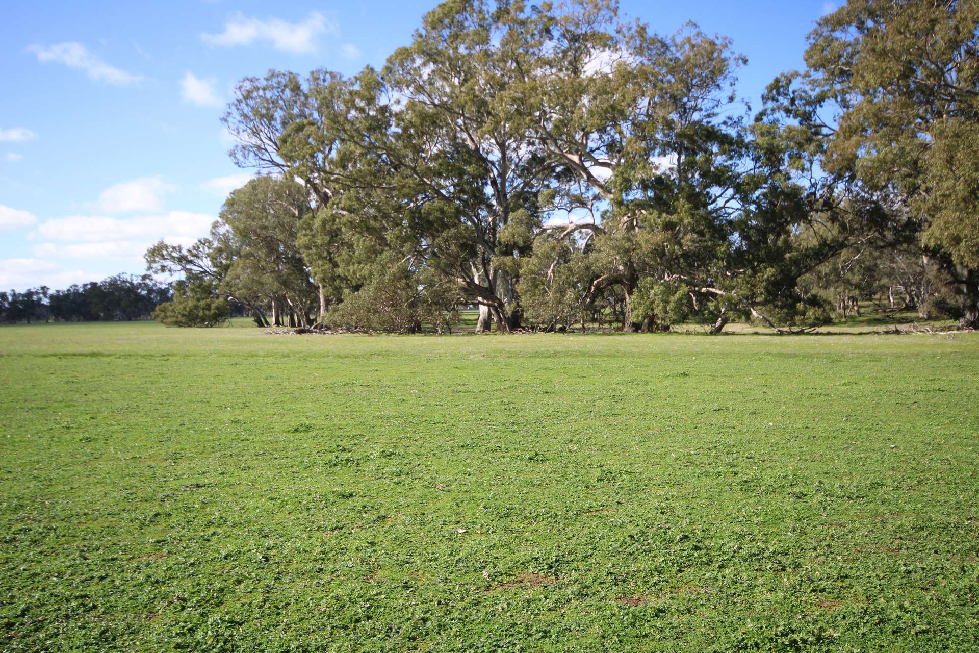 202 Malones Road, Naracoorte For Sale by Farmbuy.com - image 1