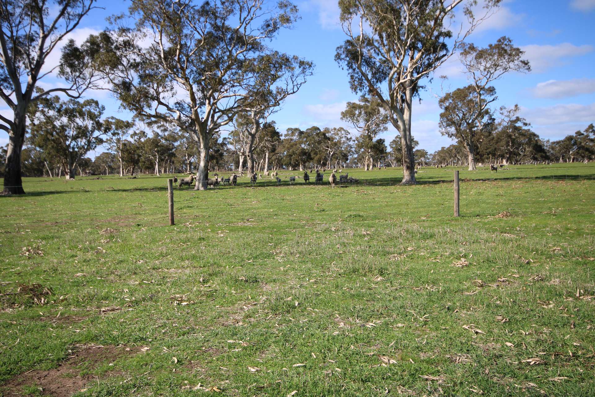 202 Malones Road, Naracoorte For Sale by Farmbuy.com - image 23