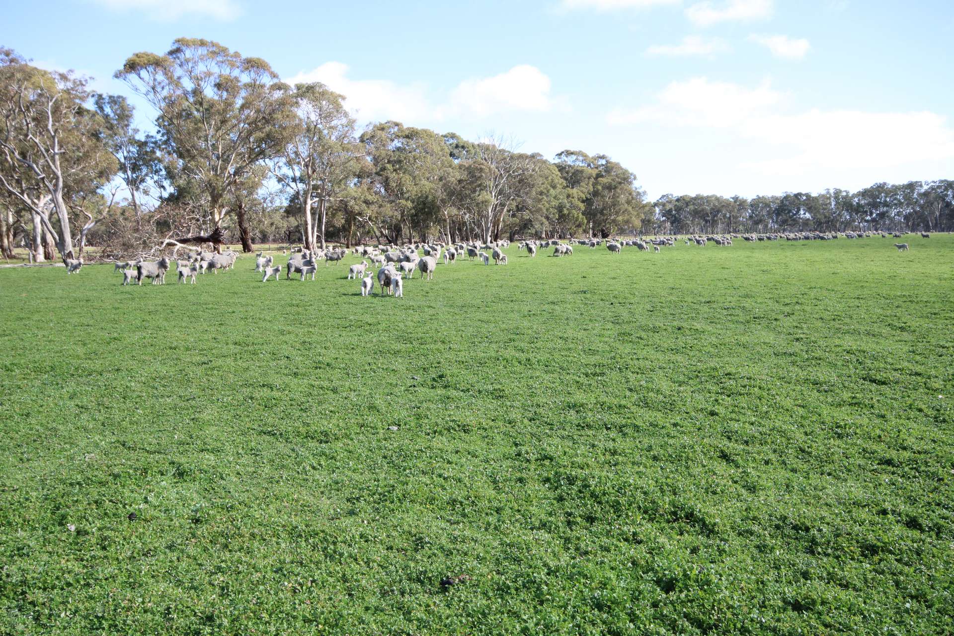 202 Malones Road, Naracoorte For Sale by Farmbuy.com - image 2