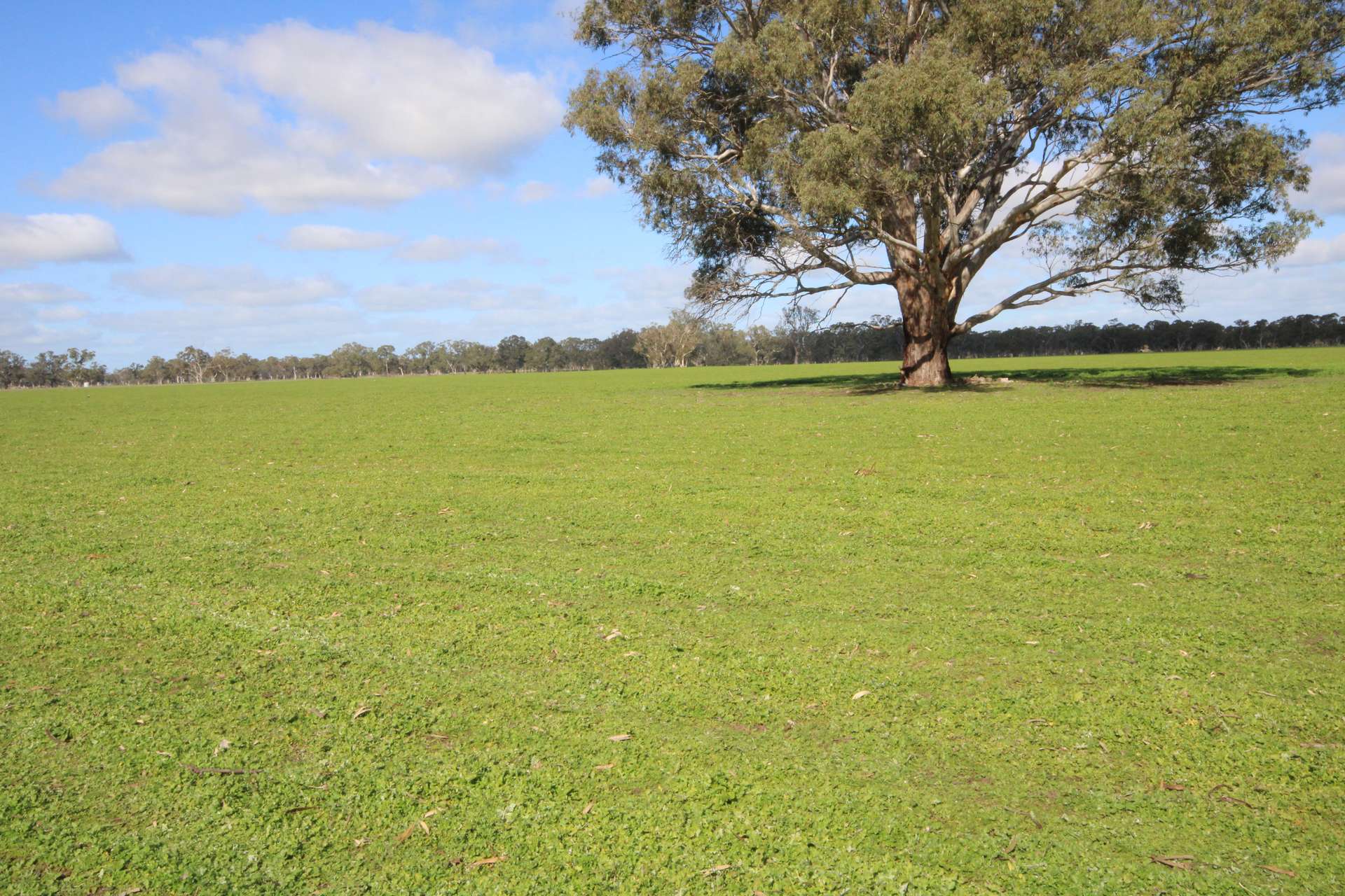 202 Malones Road, Naracoorte For Sale by Farmbuy.com - image 6