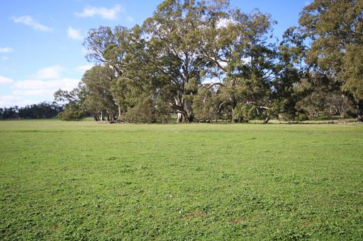 Farm For Sale - SA - Naracoorte - 5271 - Woodalla 
