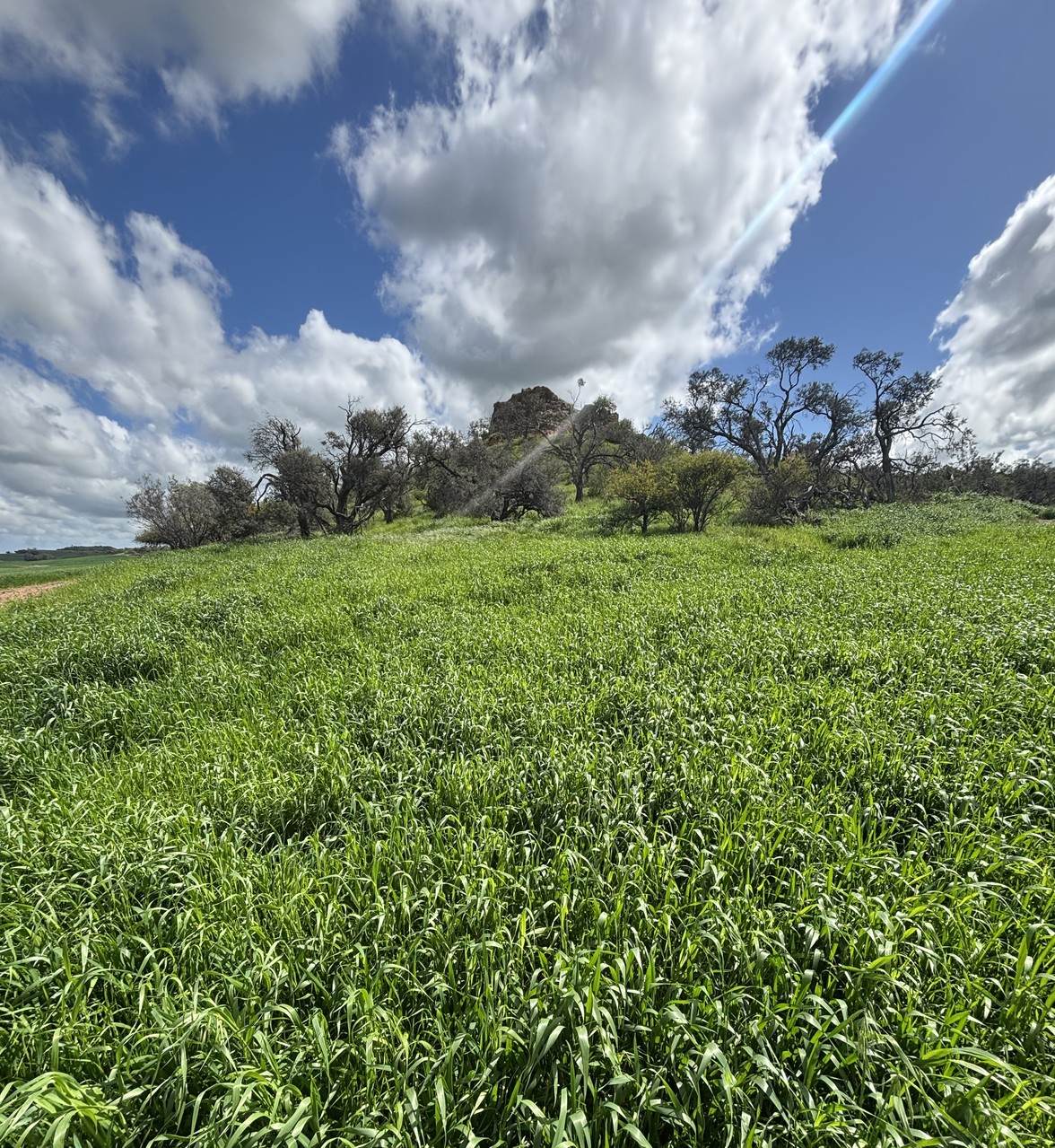 800 East Bowes Road, Naraling Sold by Farmbuy.com - image 13