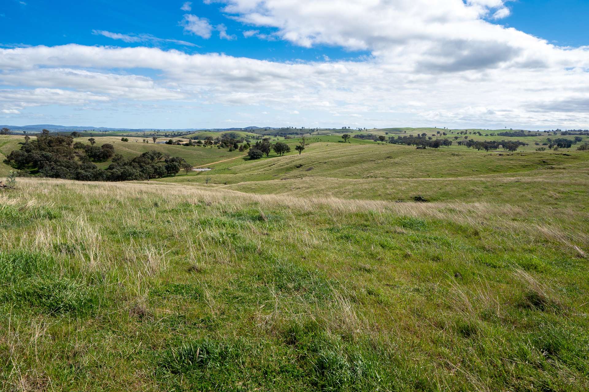 'Cronga Peak' 157 Cronga Peak Road, Molong For Sale by Farmbuy.com - image 19