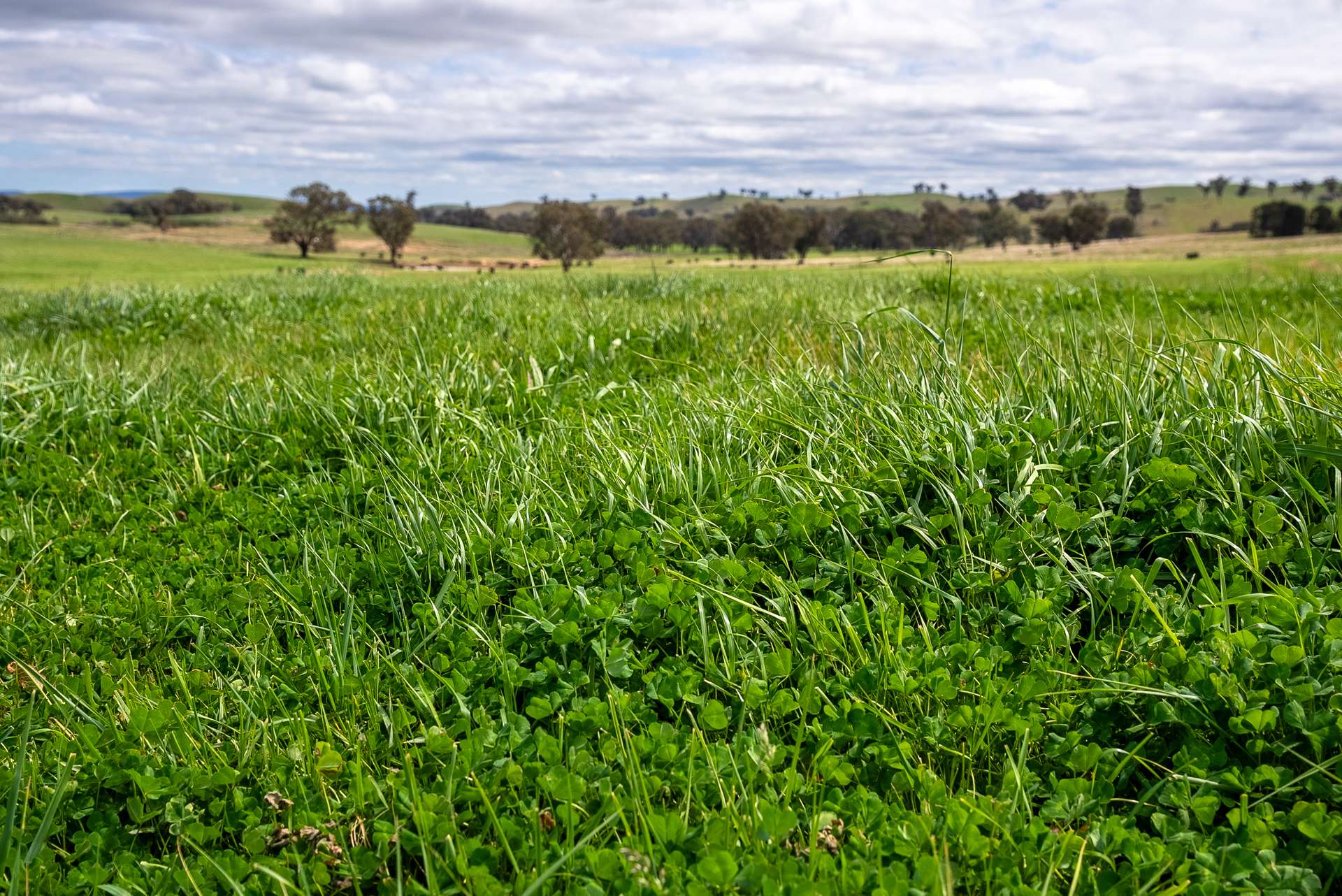 'Cronga Peak' 157 Cronga Peak Road, Molong For Sale by Farmbuy.com - image 3