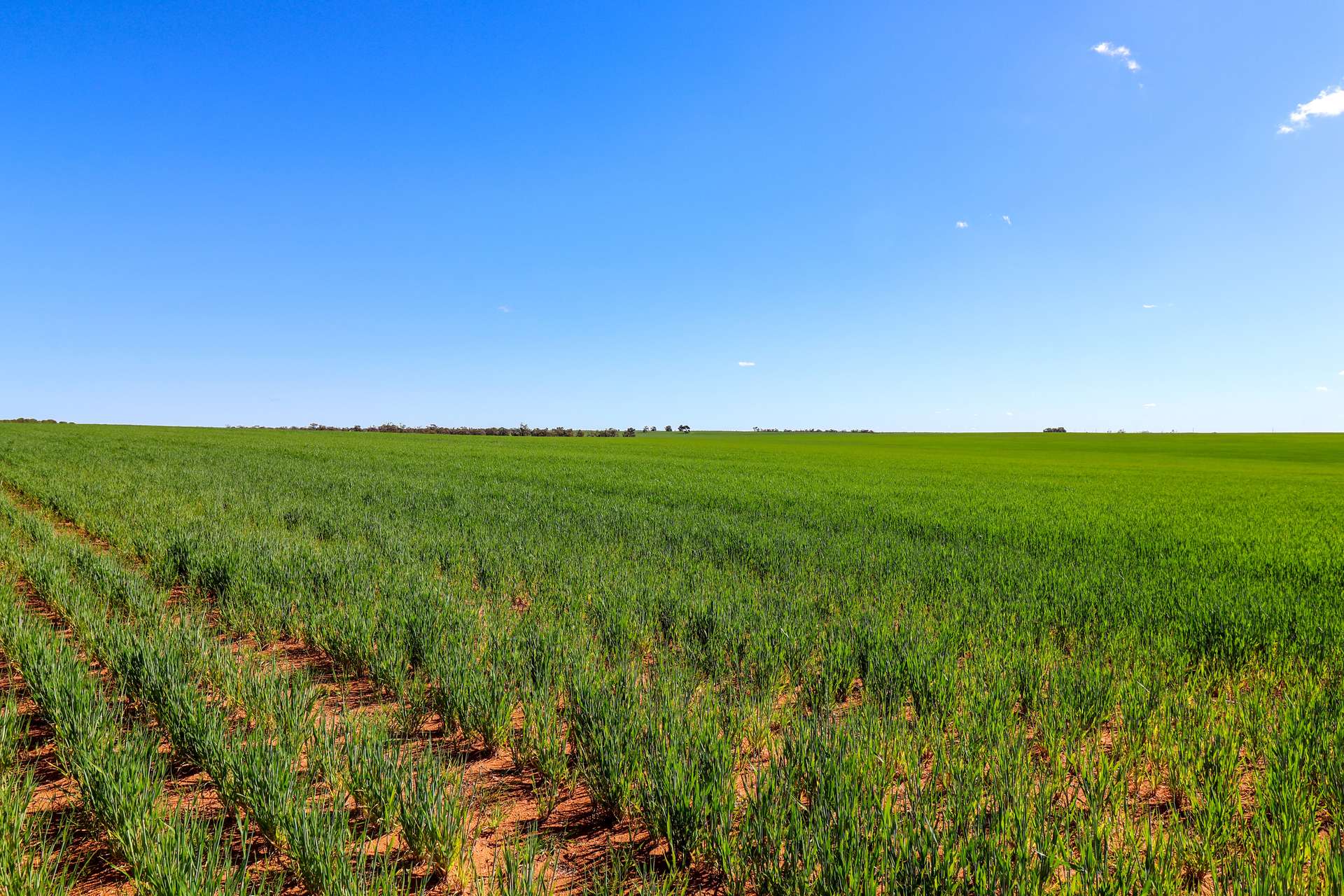 1235 Arundel Road, Balranald Sold by Farmbuy.com - image 10