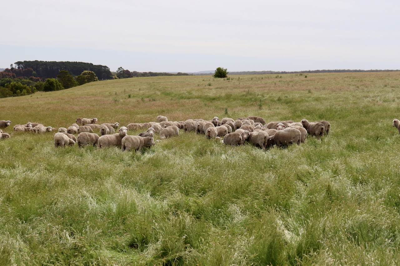 Lot 13, 13A, 13B, 31A &, 31C BRIDGE ROAD, Grenville For Sale by Farmbuy.com - image 4