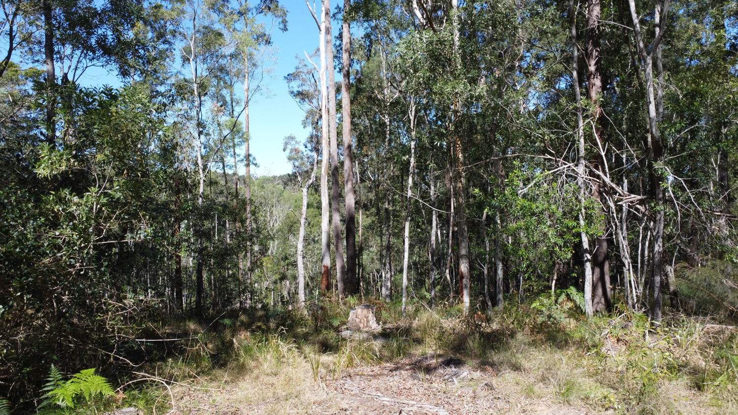 Candido Rise, New Italy For Sale by Farmbuy.com - image 7