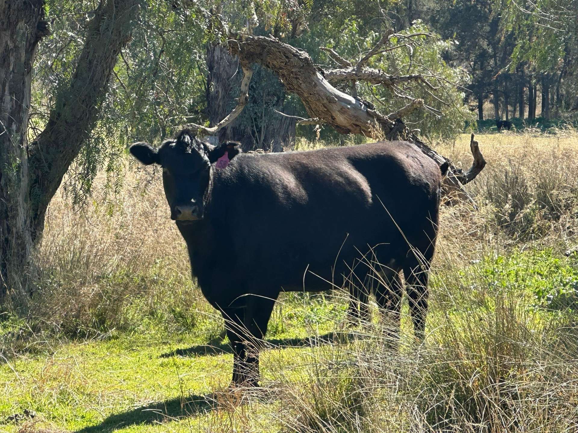 "Roscommon"  2991 Halls Creek Road, Halls Creek For Sale by Farmbuy.com - image 2