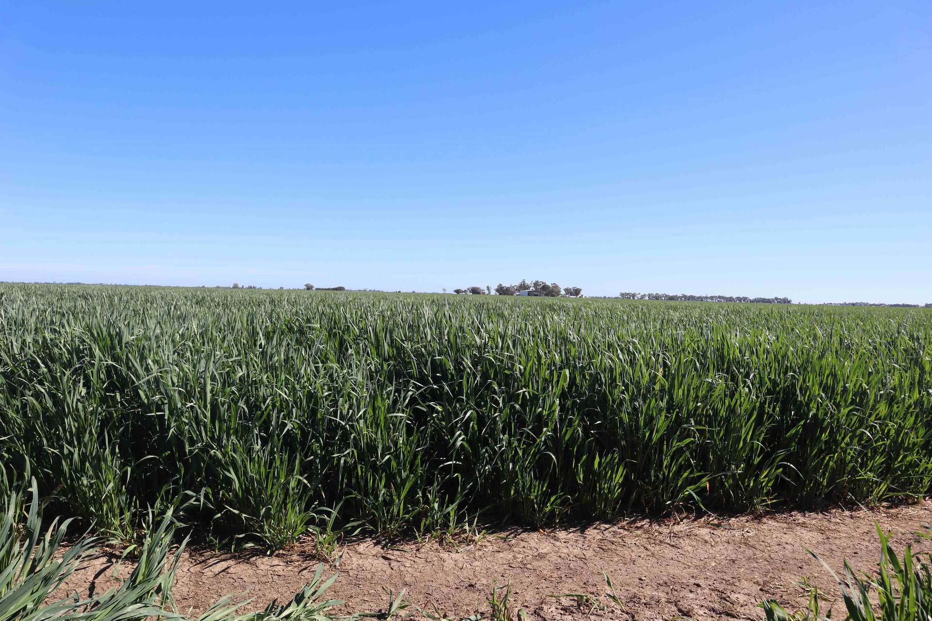 427 Phillips Road, Myall For Sale by Farmbuy.com - image 17