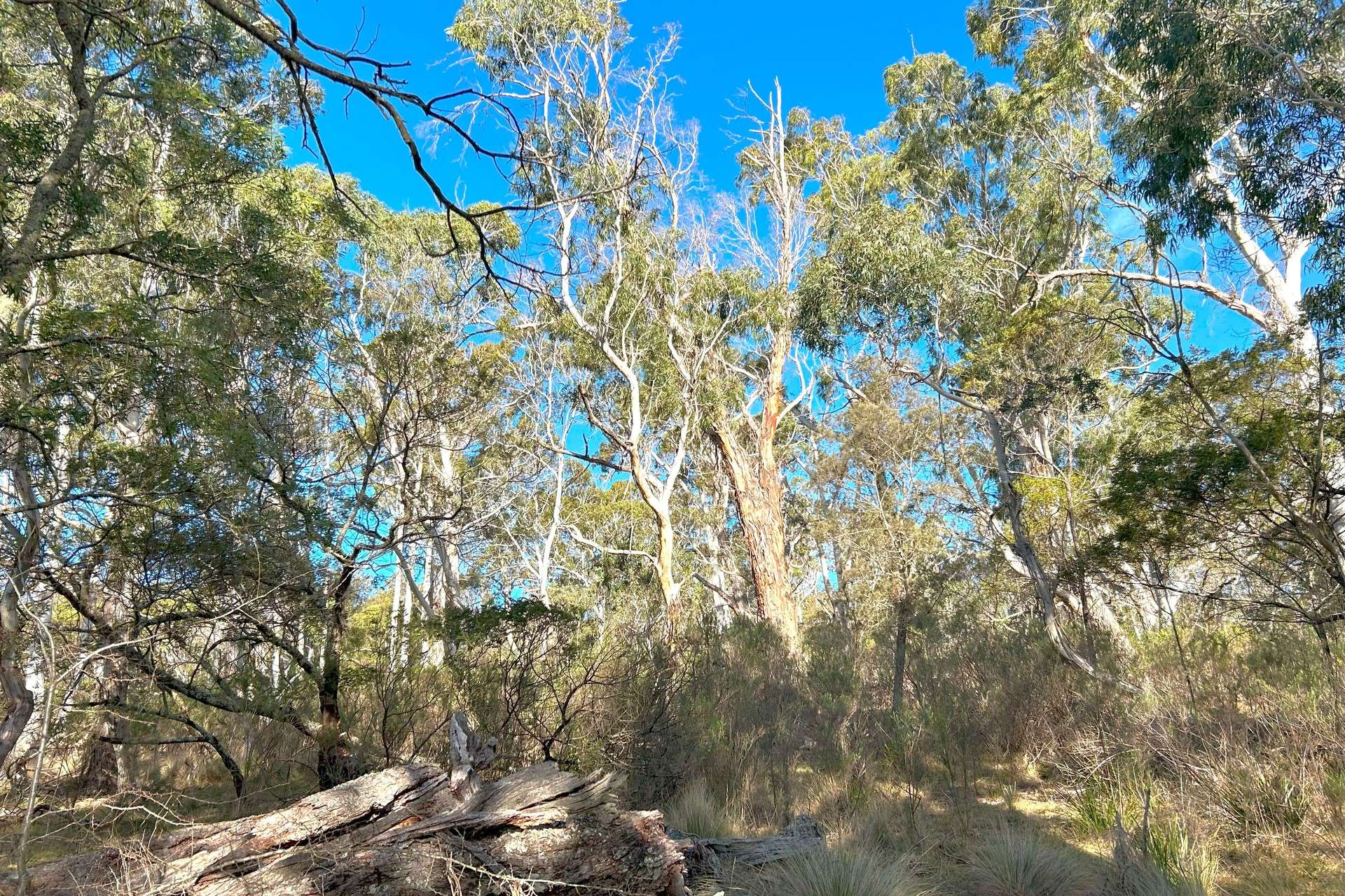 Lot 11 & 128,  Stoney Ridge Road, Braidwood For Sale by Farmbuy.com - image 23