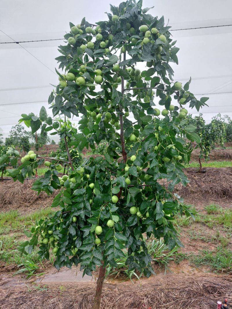 42 Noakes Road, Traveston For Sale by Farmbuy.com - image 20