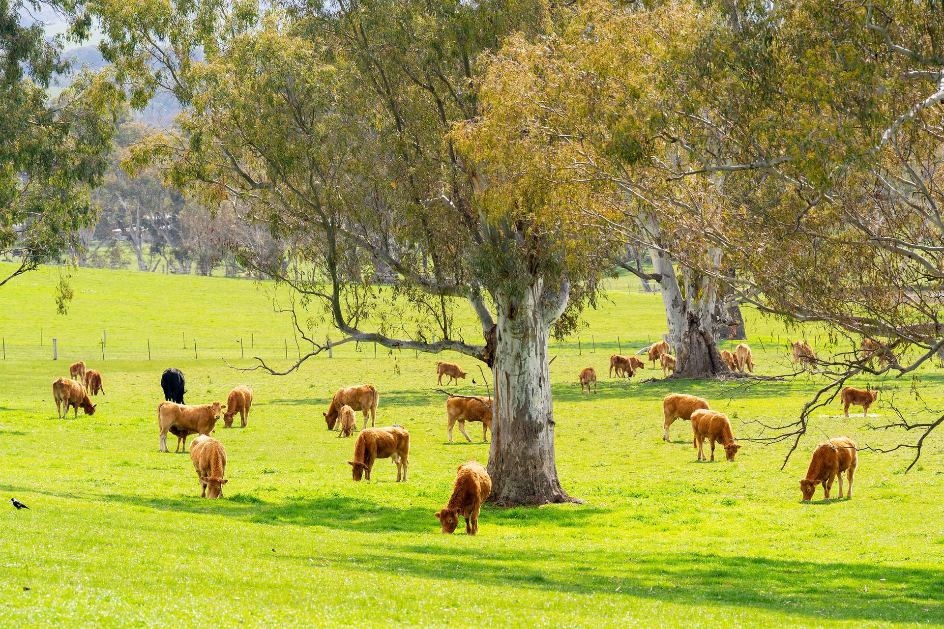 6350 Maroondah Highway, Yarck Sold by Farmbuy.com - image 25