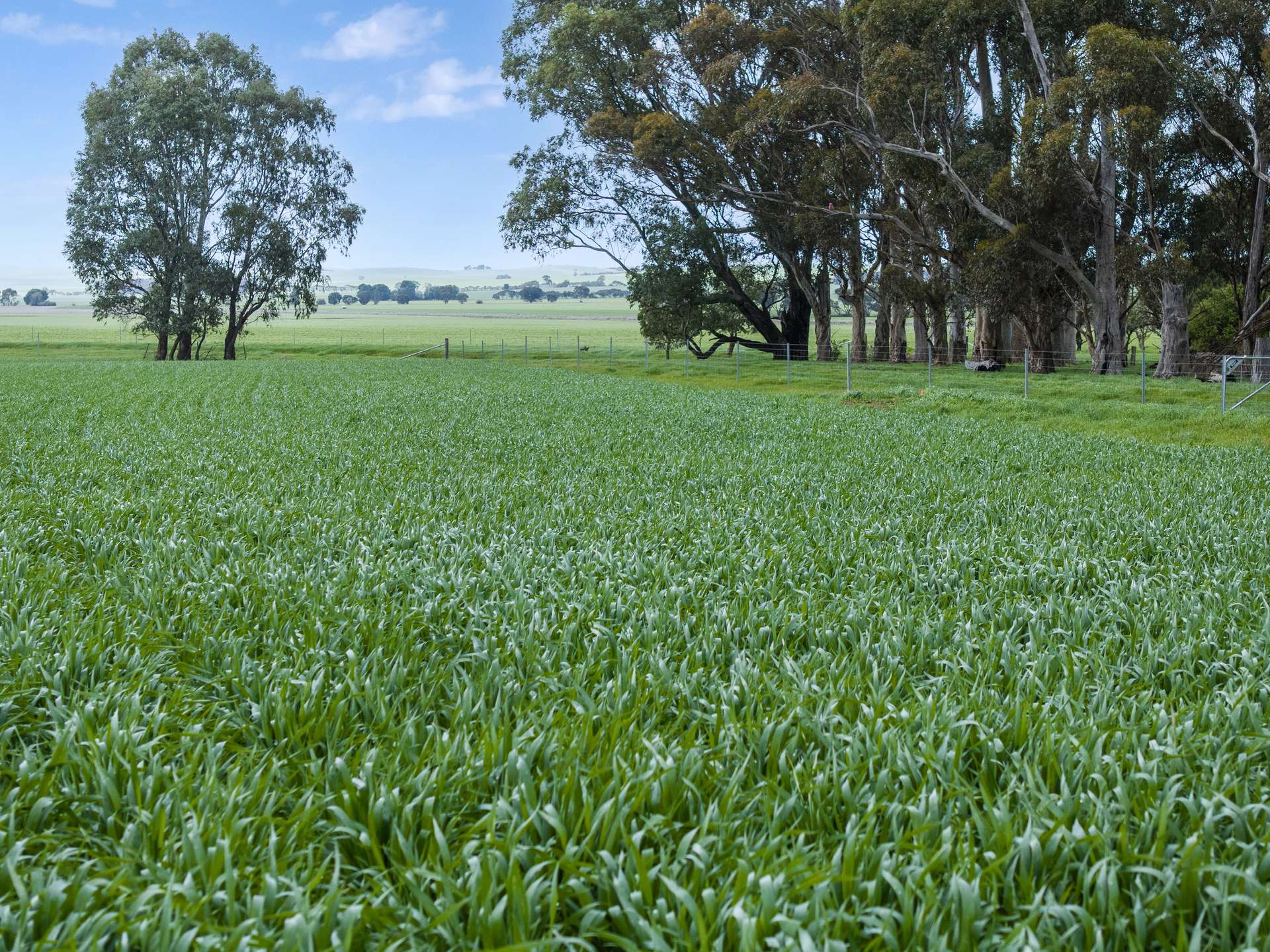 'Toringa' Toringa Road, Farrell Flat Sold by Farmbuy.com - image 13