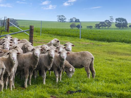 Farm Sold - SA - Farrell Flat - 5416 - Prime Mixed Farming Opportunity in the Mid North 