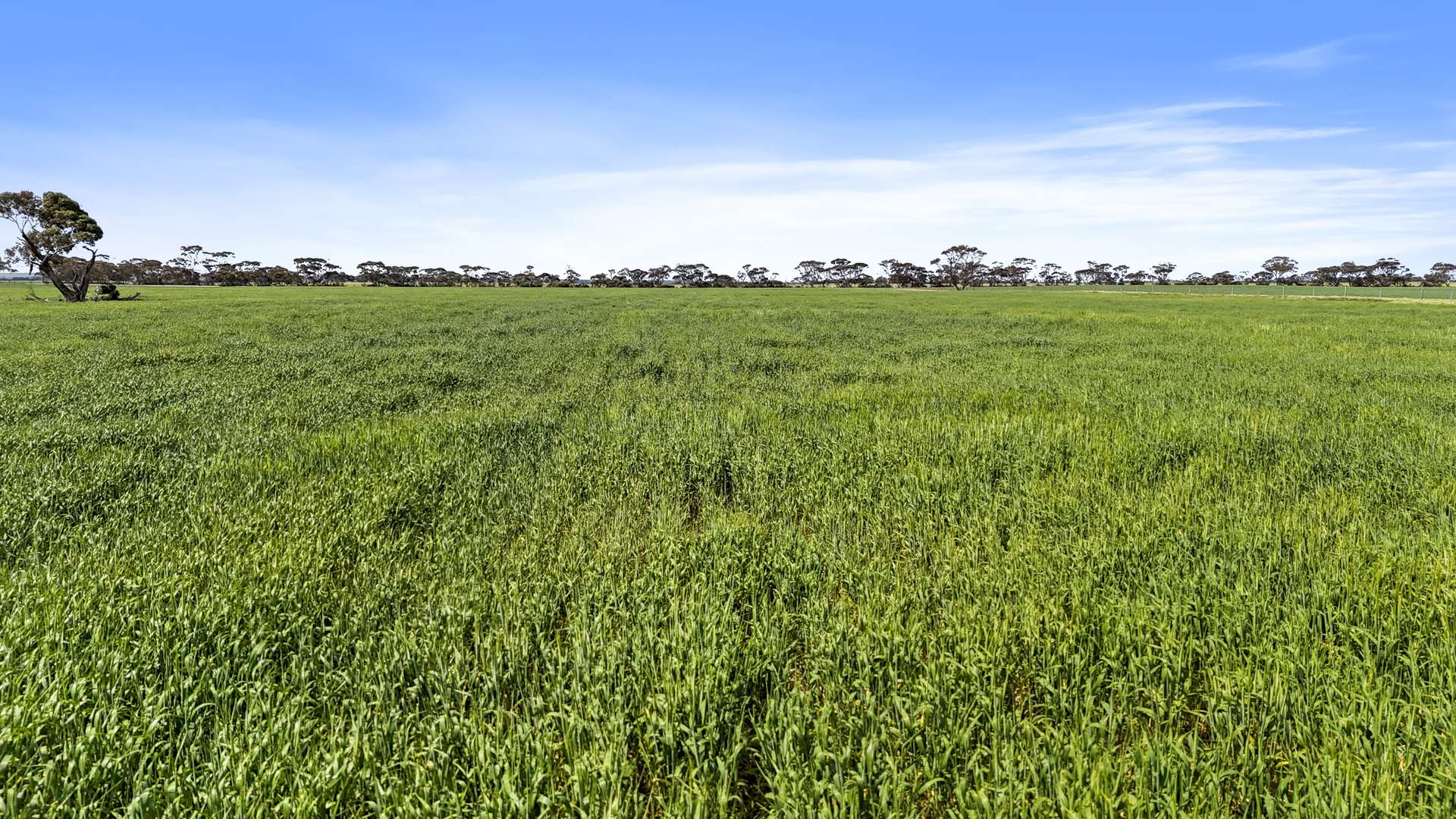 714 Buccleuch South Road, Yumali For Sale by Farmbuy.com - image 4