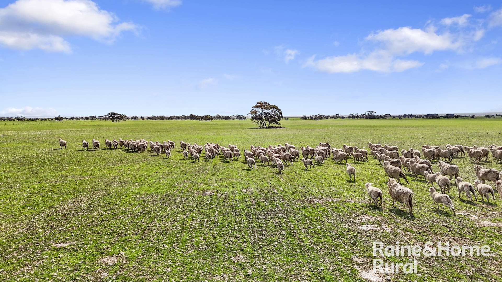 714 Buccleuch South Road, Yumali For Sale by Farmbuy.com - image 32