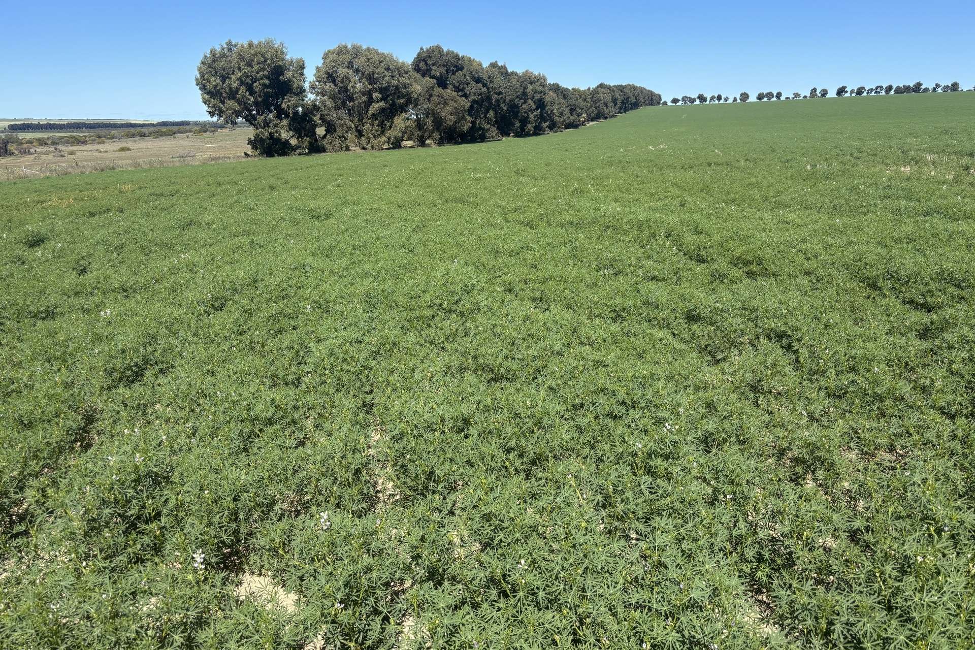 Lot 55 Ahern Place, Hickety For Sale by Farmbuy.com - image 3