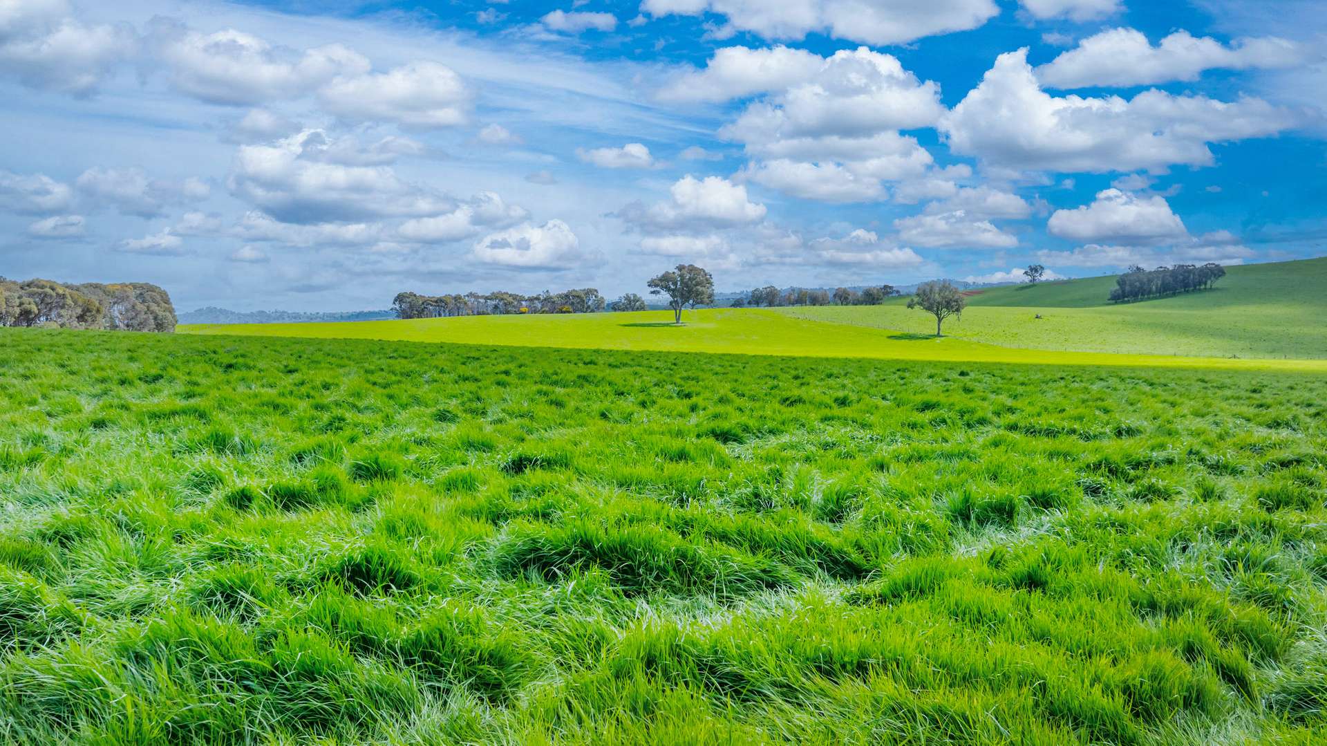 1510 Culcairn Holbrook Road, Morven For Sale by Farmbuy.com - image 4