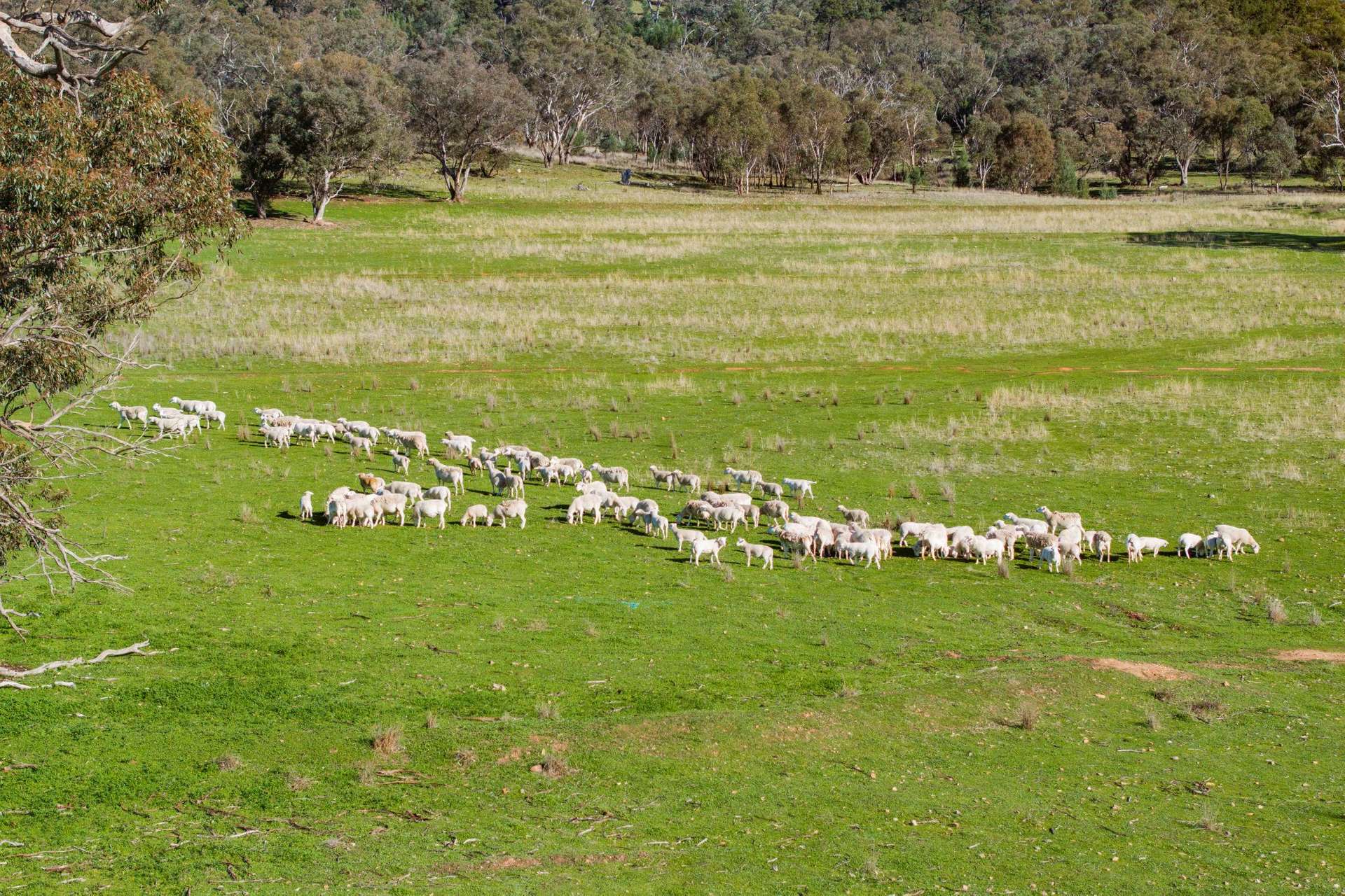 945 The Gap Road, Wagga Wagga For Sale by Farmbuy.com - image 15