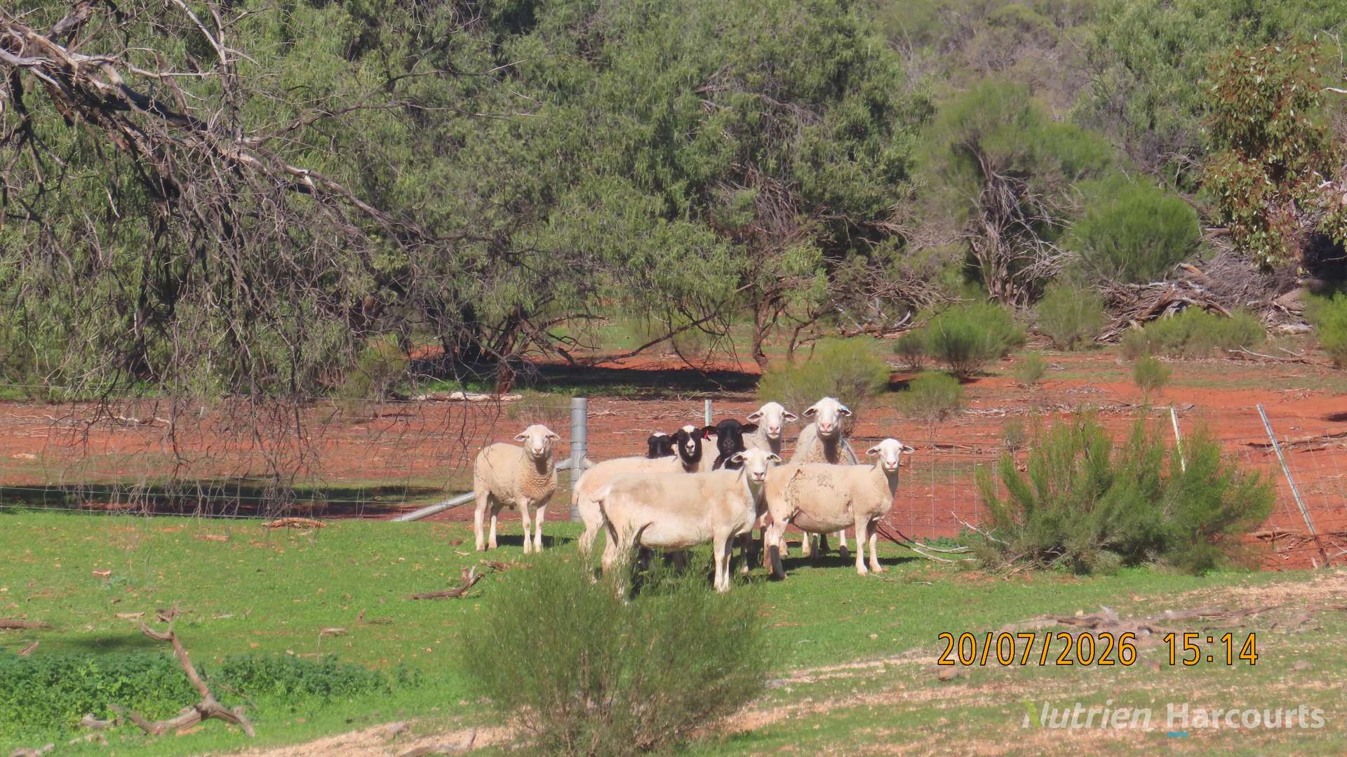 * Gilgunnia Station, 3240 Mulya Road, Cobar For Sale by Farmbuy.com - image 19
