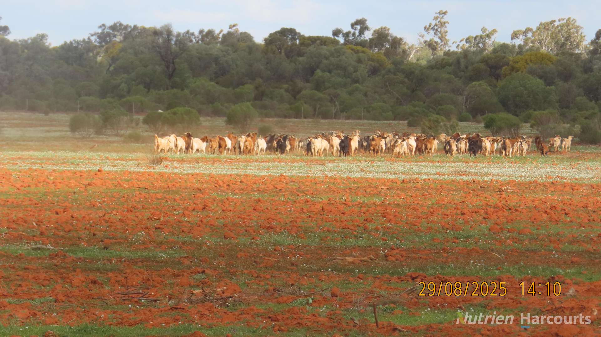 * Gilgunnia Station, 3240 Mulya Road, Cobar For Sale by Farmbuy.com - image 24