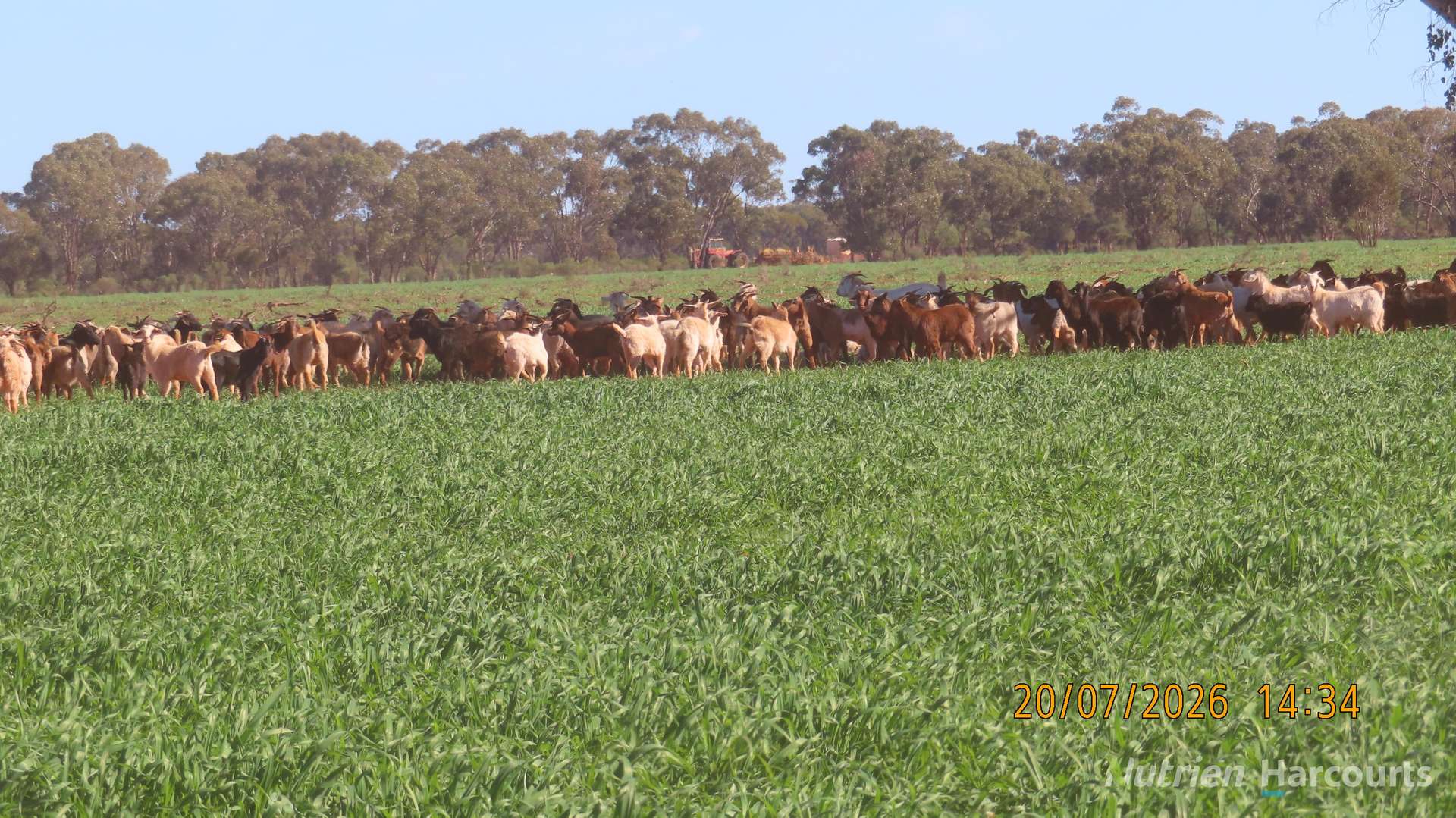 * Gilgunnia Station, 3240 Mulya Road, Cobar For Sale by Farmbuy.com - image 1