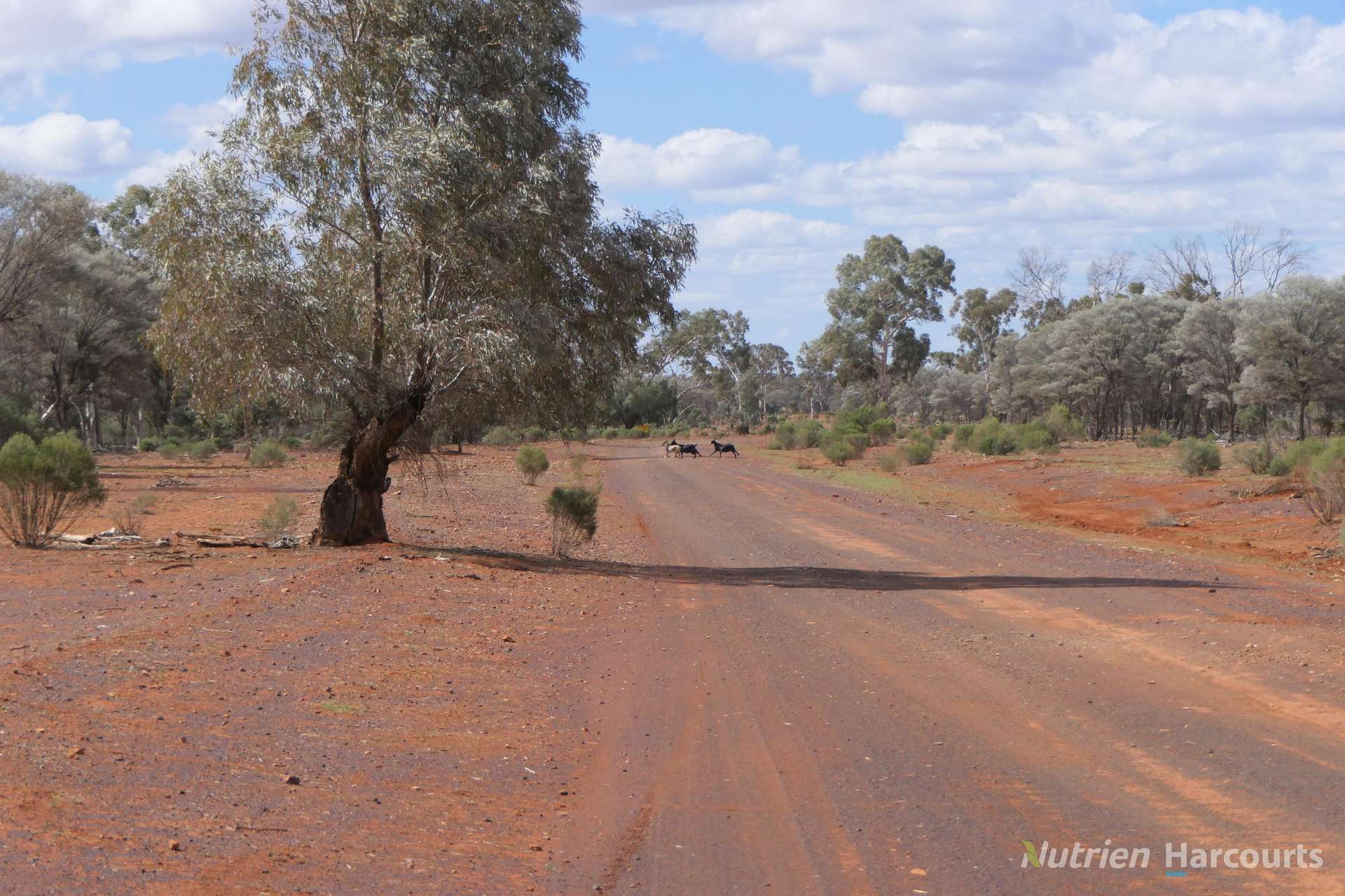 * Gilgunnia Station, 3240 Mulya Road, Cobar For Sale by Farmbuy.com - image 33