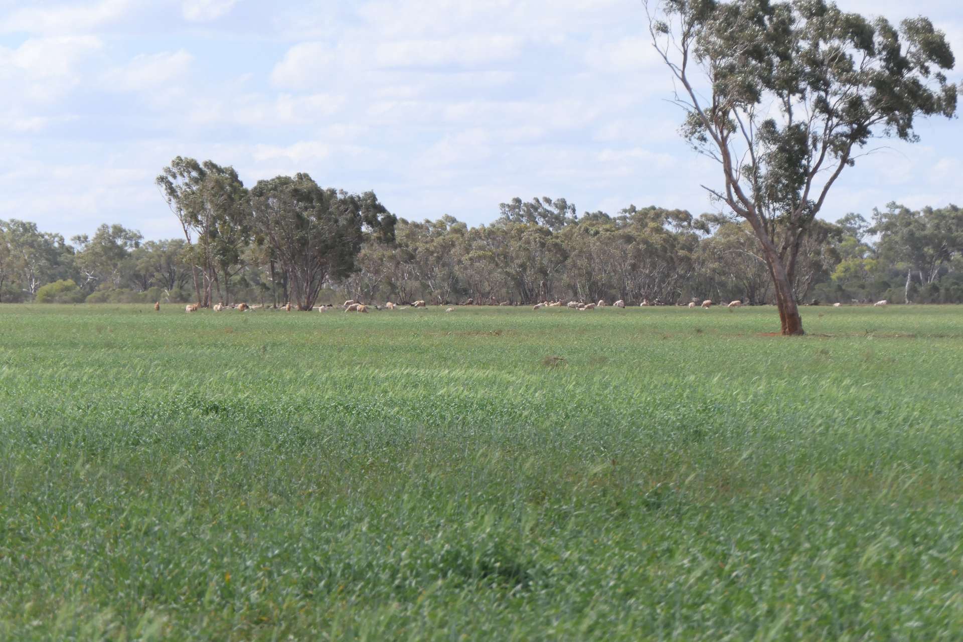 * Gilgunnia Station, 3240 Mulya Road, Cobar For Sale by Farmbuy.com - image 1