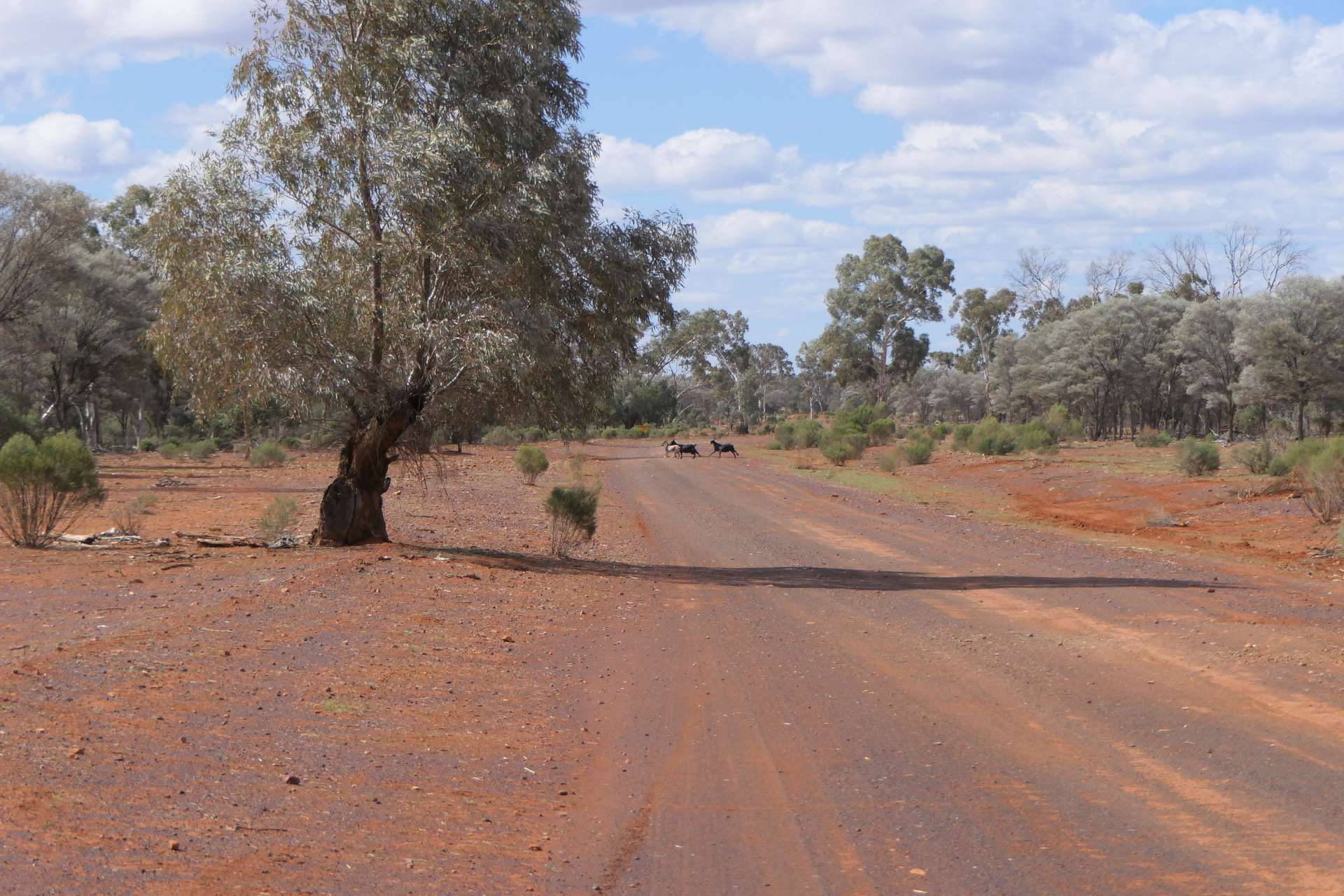 * Gilgunnia Station, 3240 Mulya Road, Cobar For Sale by Farmbuy.com - image 13