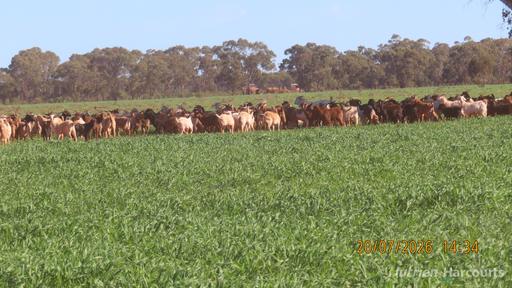&ast; Gilgunnia Station&comma; 3240 Mulya Road, Cobar NSW 2835