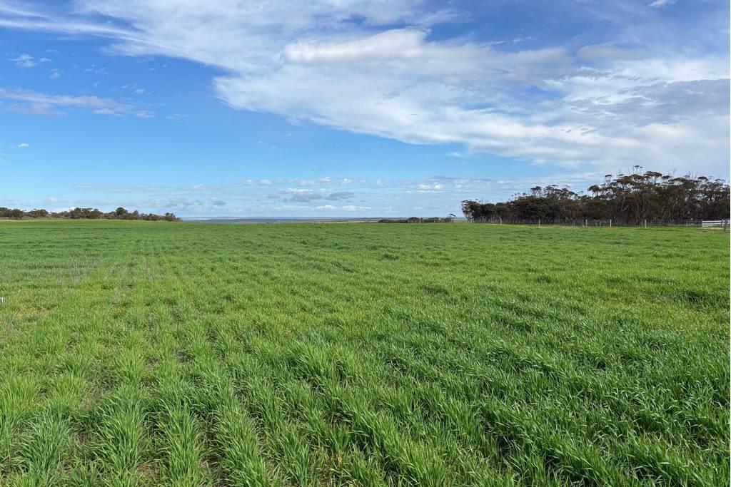 699 Balumbah Hill Road, Solomon SA 5641