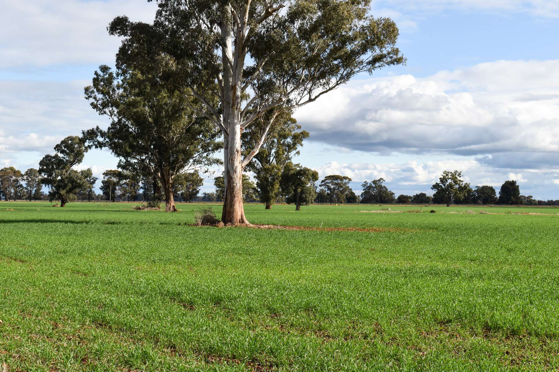 226 Willawang Road, Warroo Sold by Farmbuy.com - image 14
